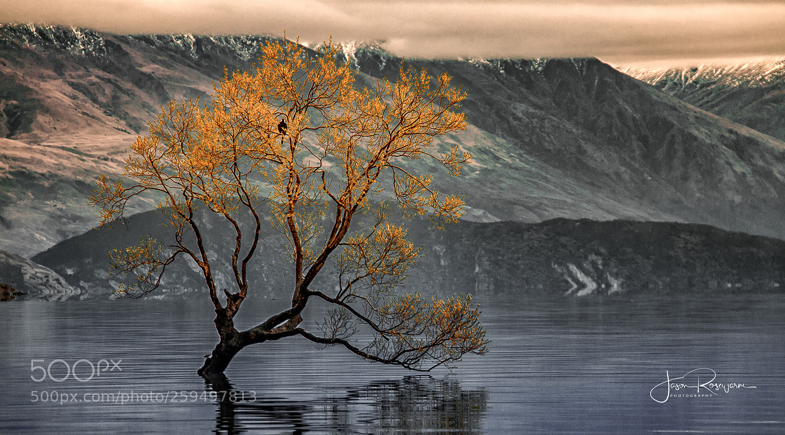 Canon EOS 50D sample photo. 'autumn tree' photography