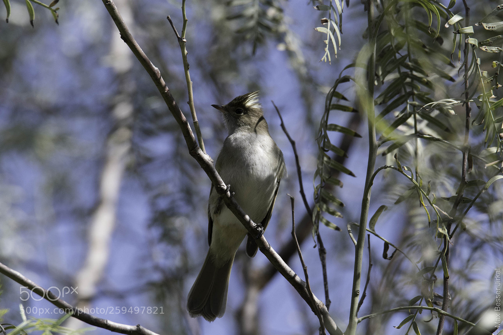 Nikon D500 sample photo. _a173844.jpg photography