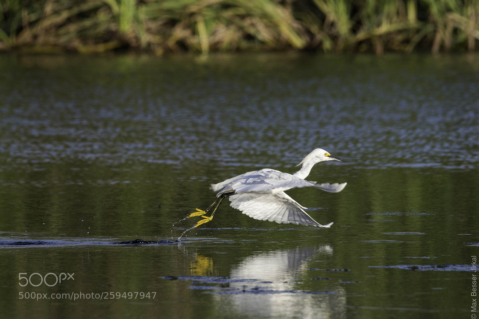 Nikon D500 sample photo. _a177595.jpg photography