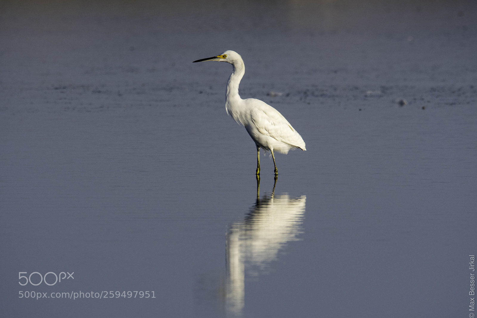 Nikon D500 sample photo. _a177600-2.jpg photography
