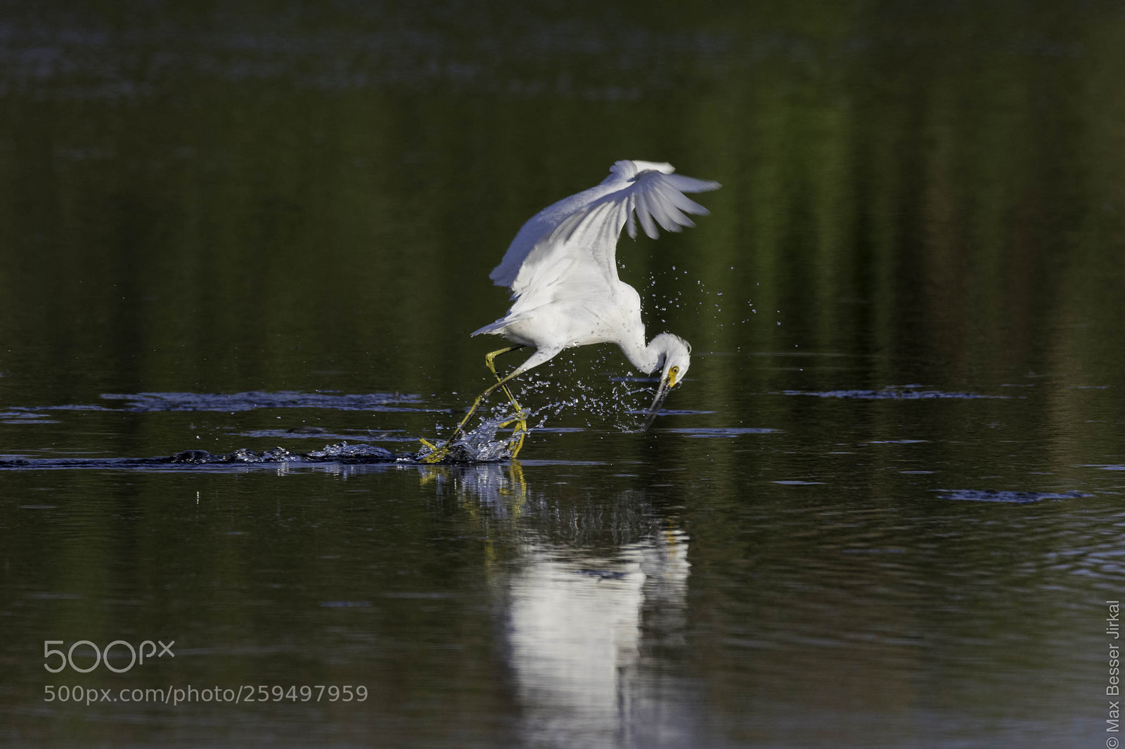 Nikon D500 sample photo. _a177615.jpg photography
