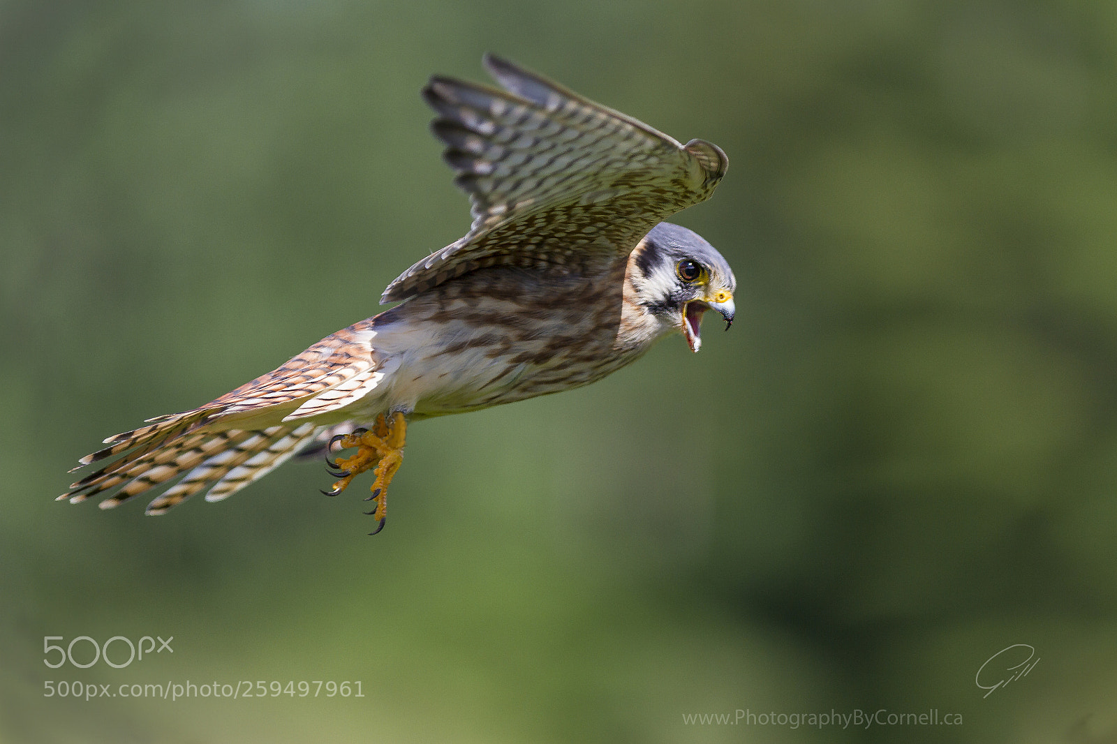 Canon EOS 7D sample photo. American kestrel photography