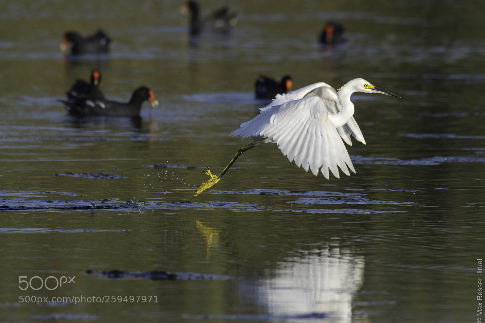 Nikon D500 sample photo. _a177644.jpg photography