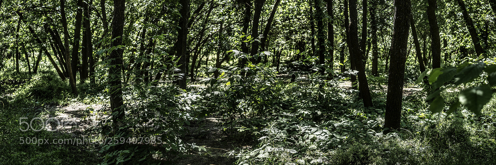 Sony SLT-A37 sample photo. Etude #180524dsc5533pnr1. photography