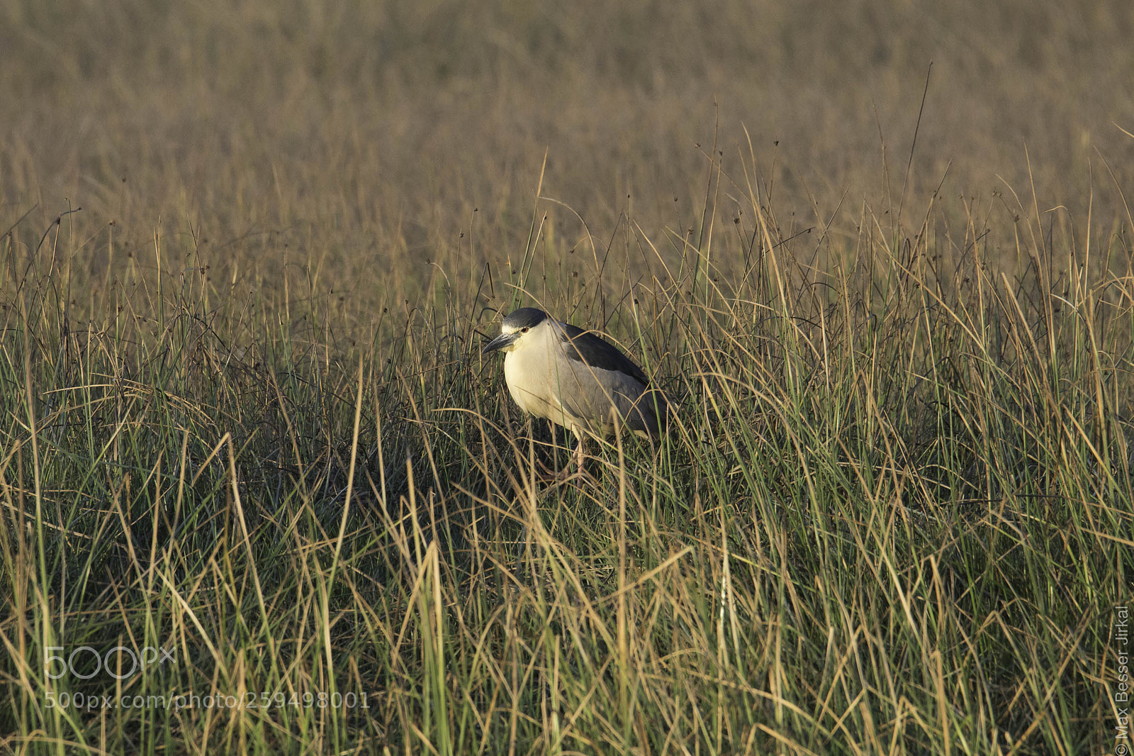 Nikon D500 sample photo. _a178109-2.jpg photography