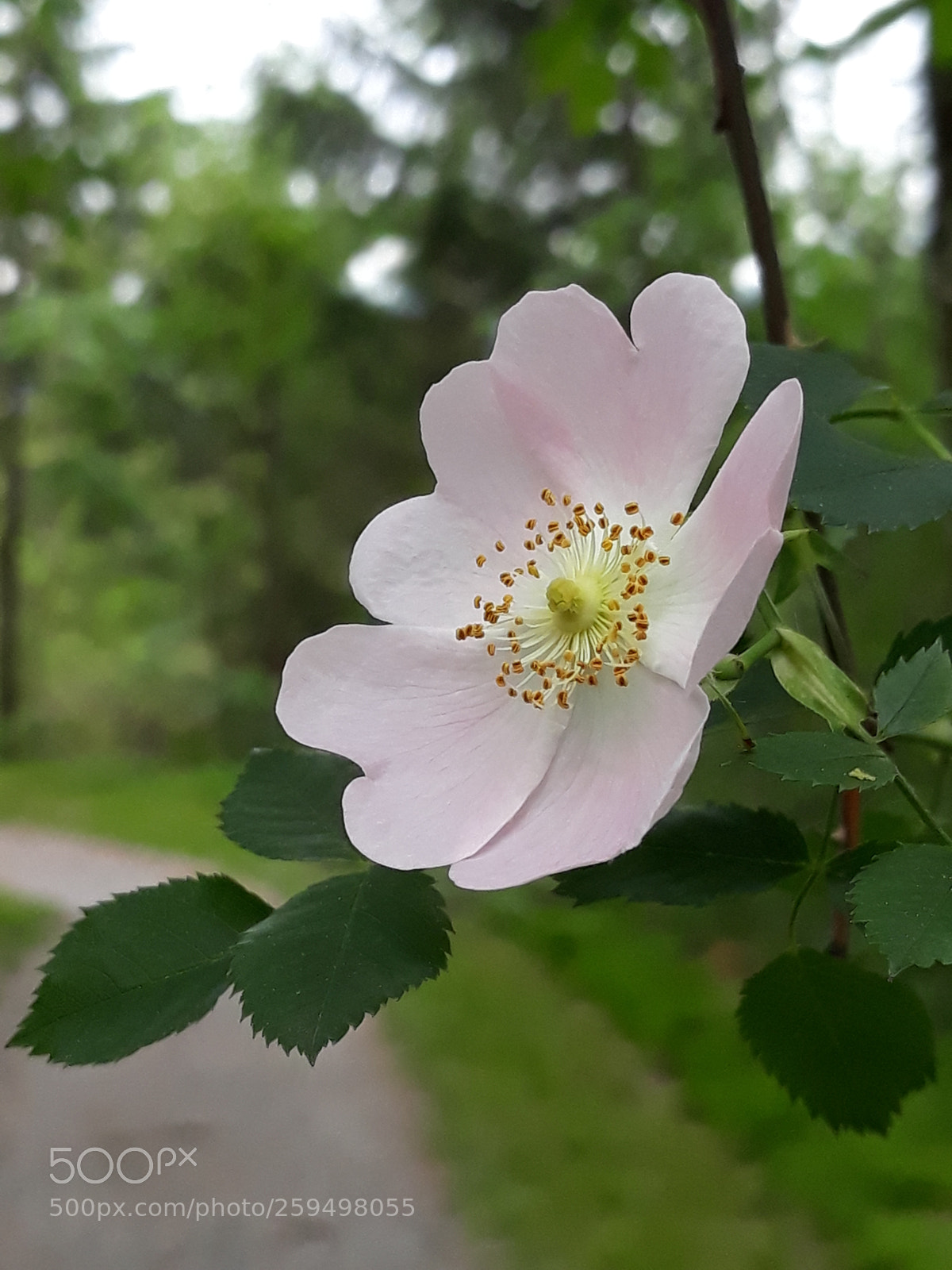 Samsung Galaxy J5 sample photo. Wilde rose am wegesrand photography