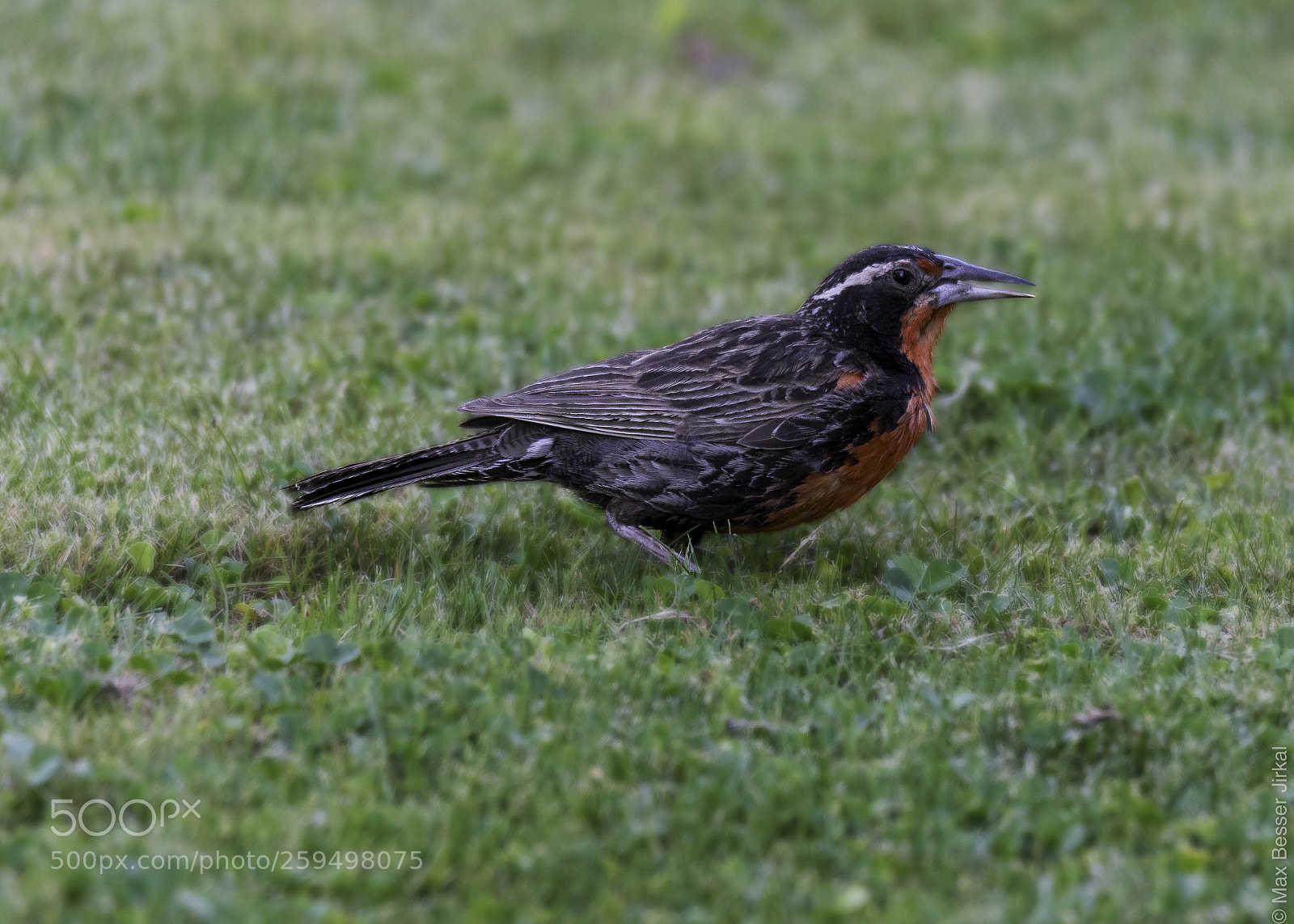 Nikon D500 sample photo. _a179144.jpg photography