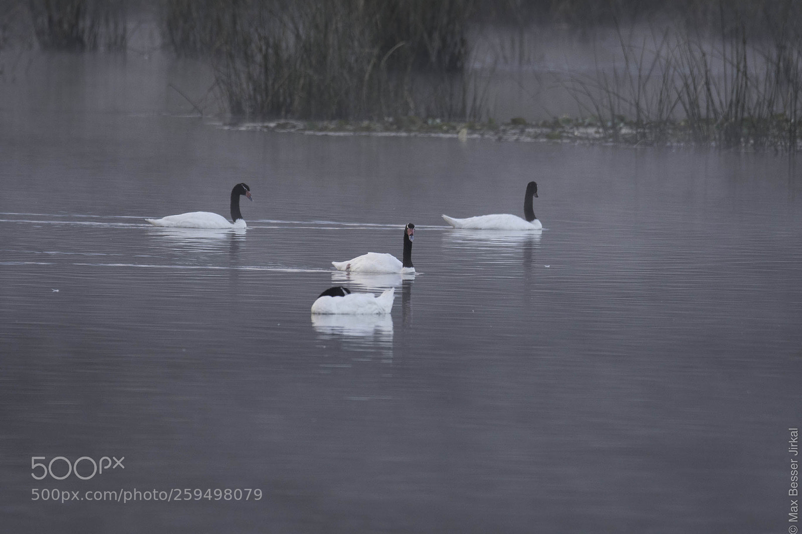 Nikon D500 sample photo. _a179230.jpg photography
