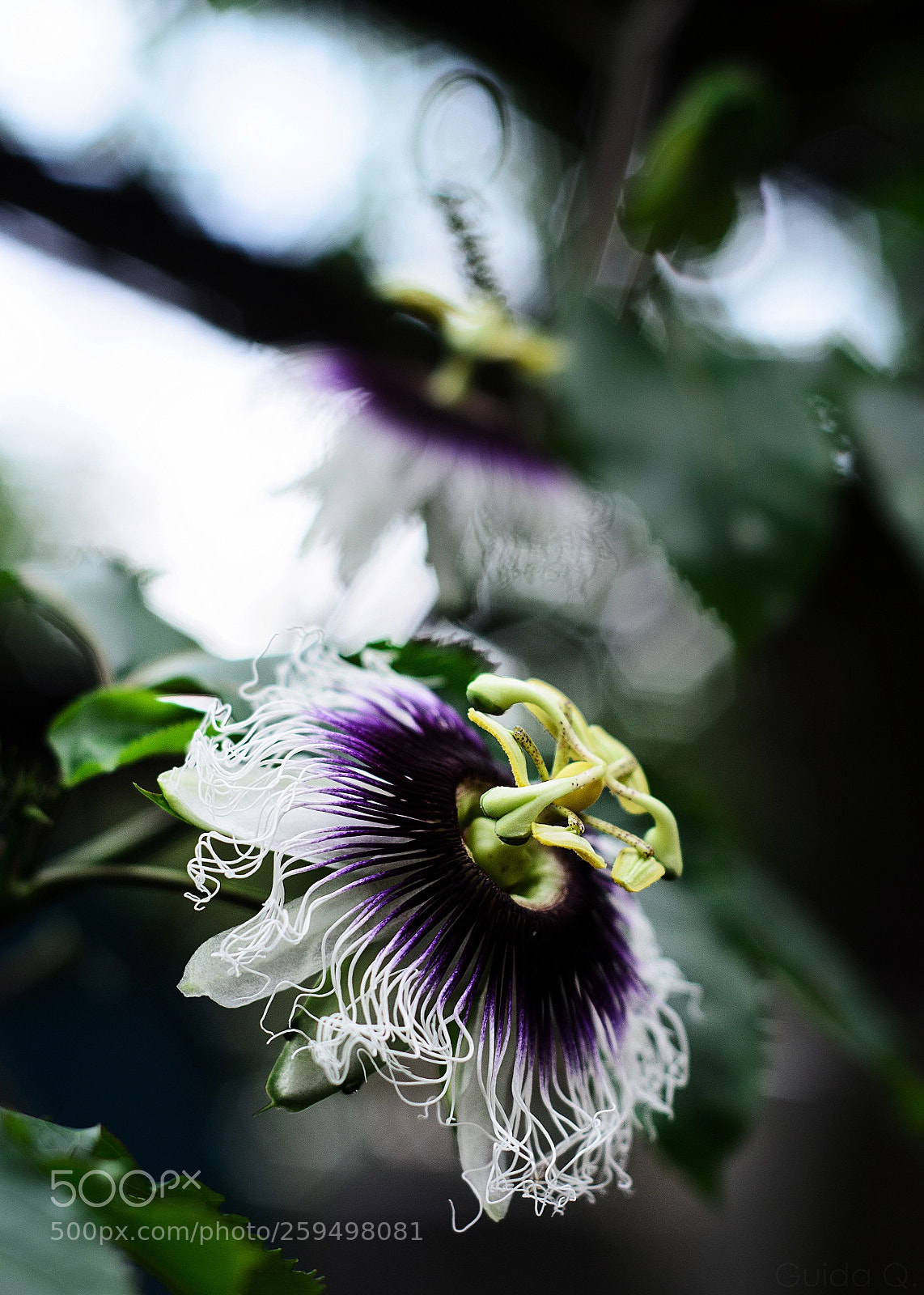 Nikon D7000 sample photo. - photography