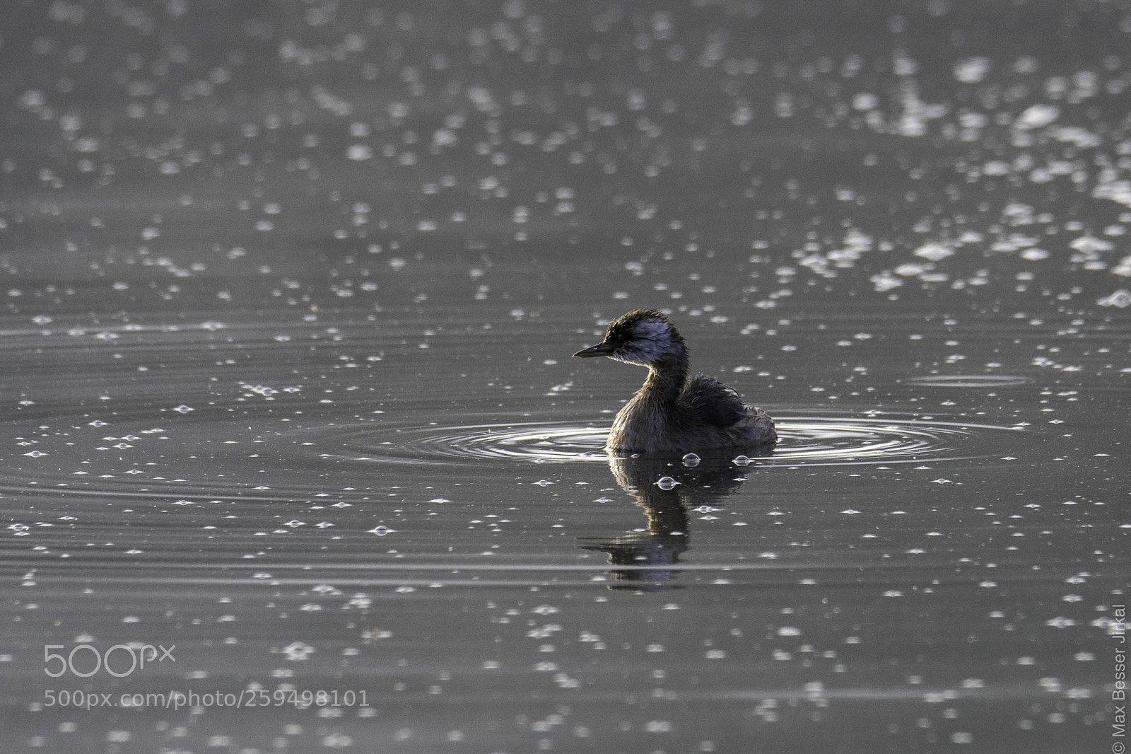 Nikon D500 sample photo. _a179350.jpg photography