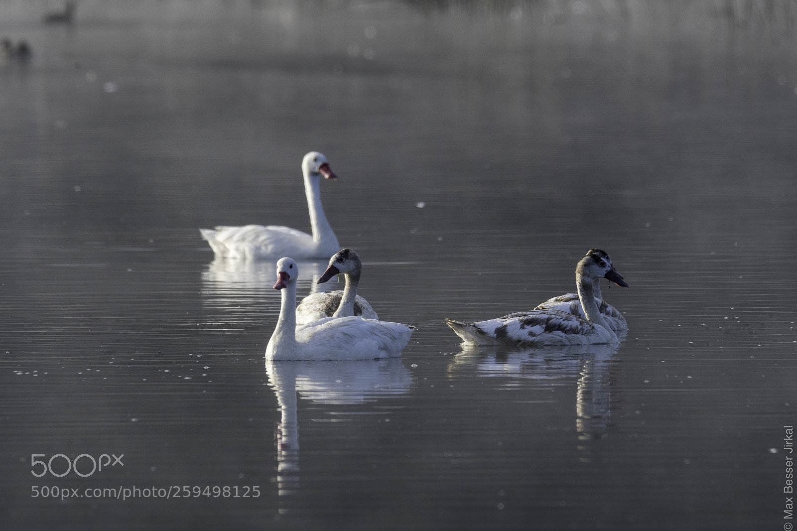 Nikon D500 sample photo. _a179397.jpg photography