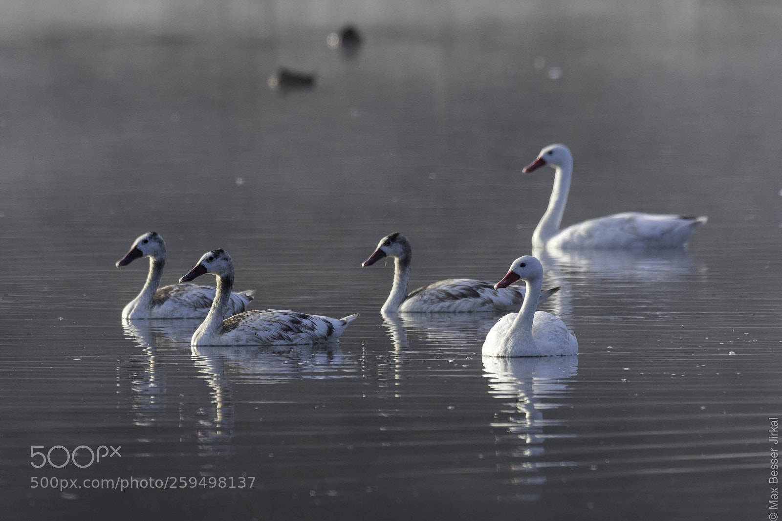 Nikon D500 sample photo. _a179409.jpg photography
