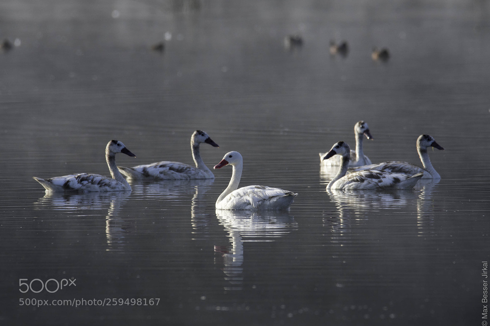 Nikon D500 sample photo. _a179414.jpg photography