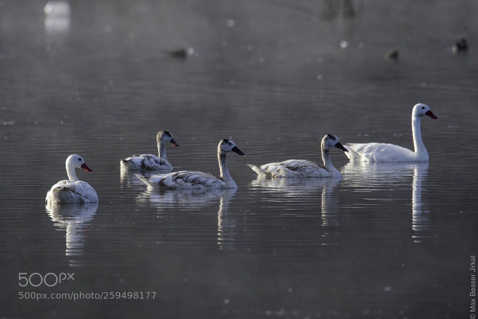 Nikon D500 sample photo. _a179425.jpg photography
