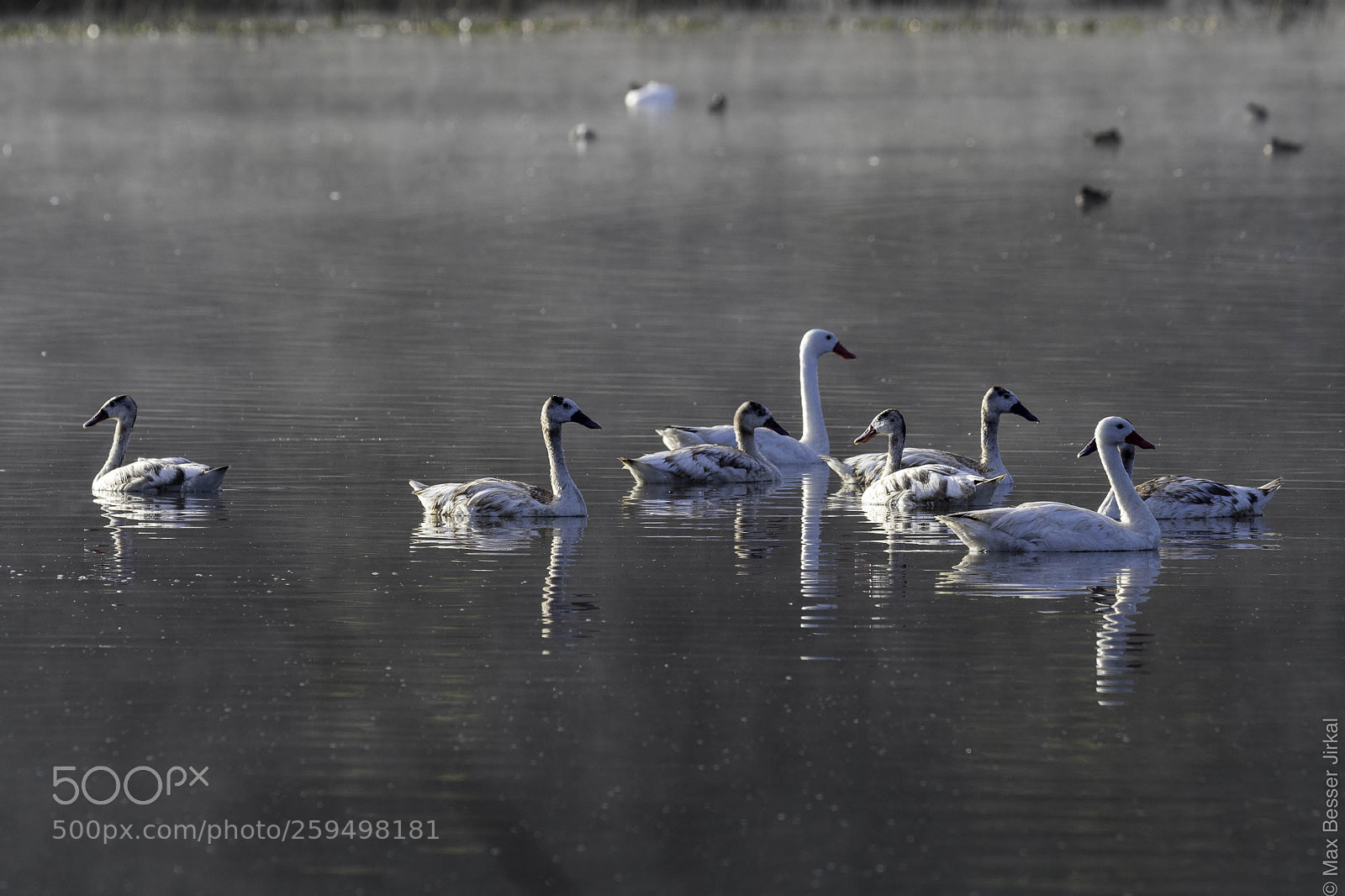 Nikon D500 sample photo. _a179494.jpg photography