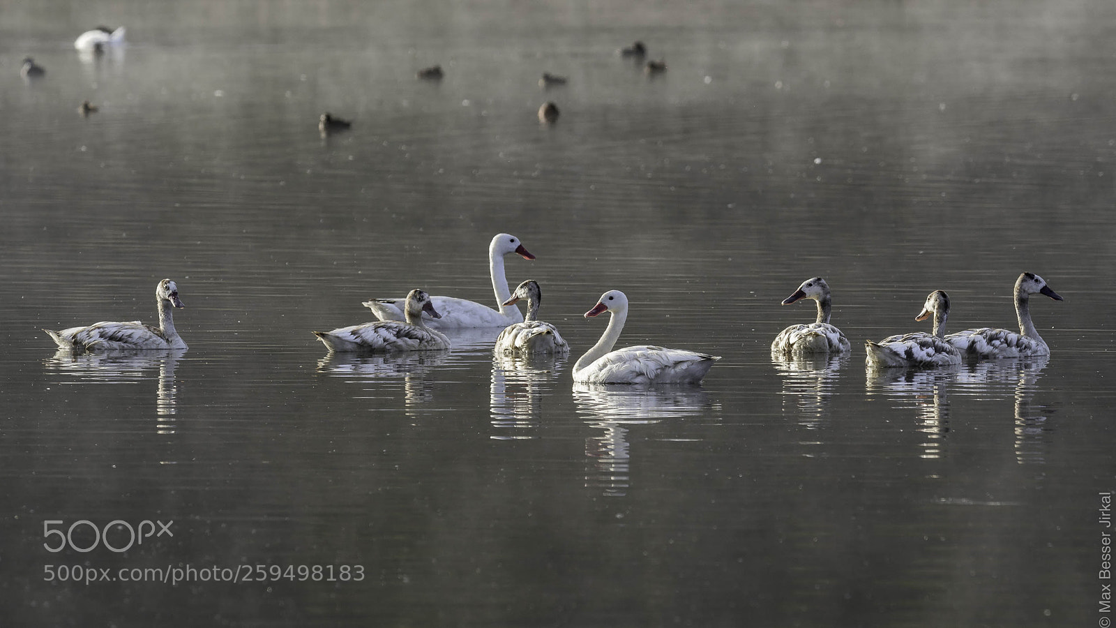 Nikon D500 sample photo. _a179500.jpg photography