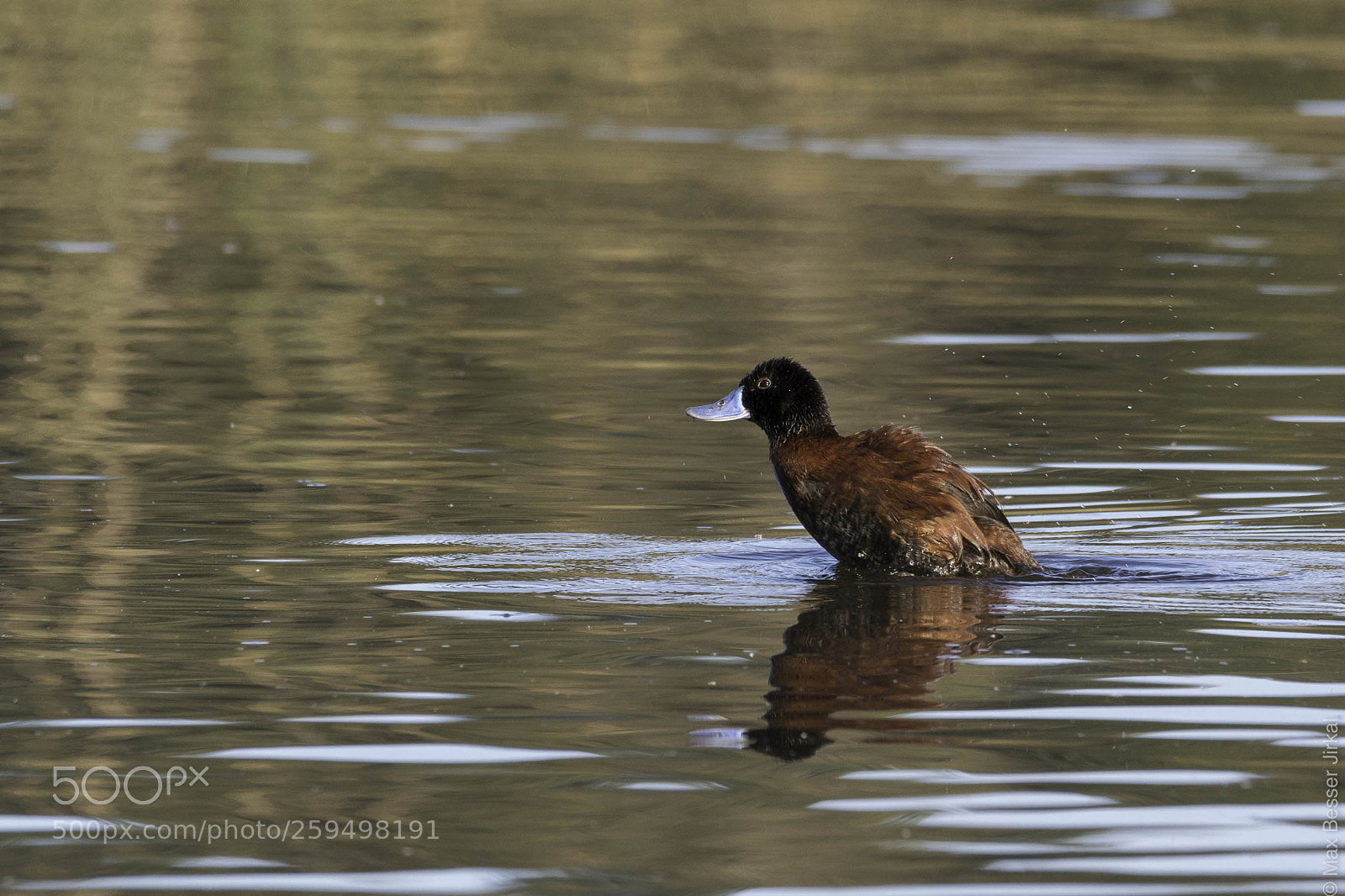 Nikon D500 sample photo. _a179617.jpg photography