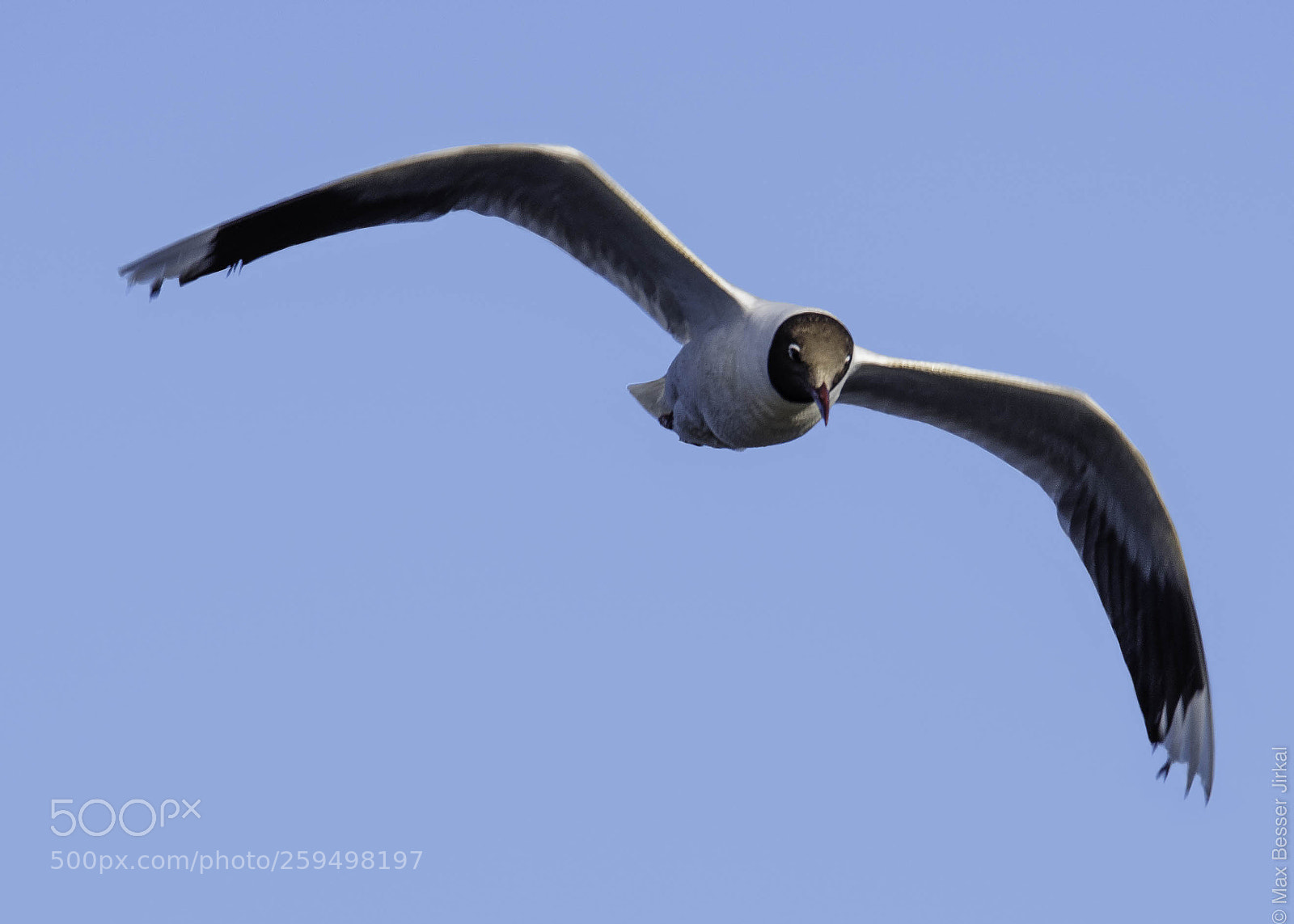 Nikon D500 sample photo. _a179717.jpg photography