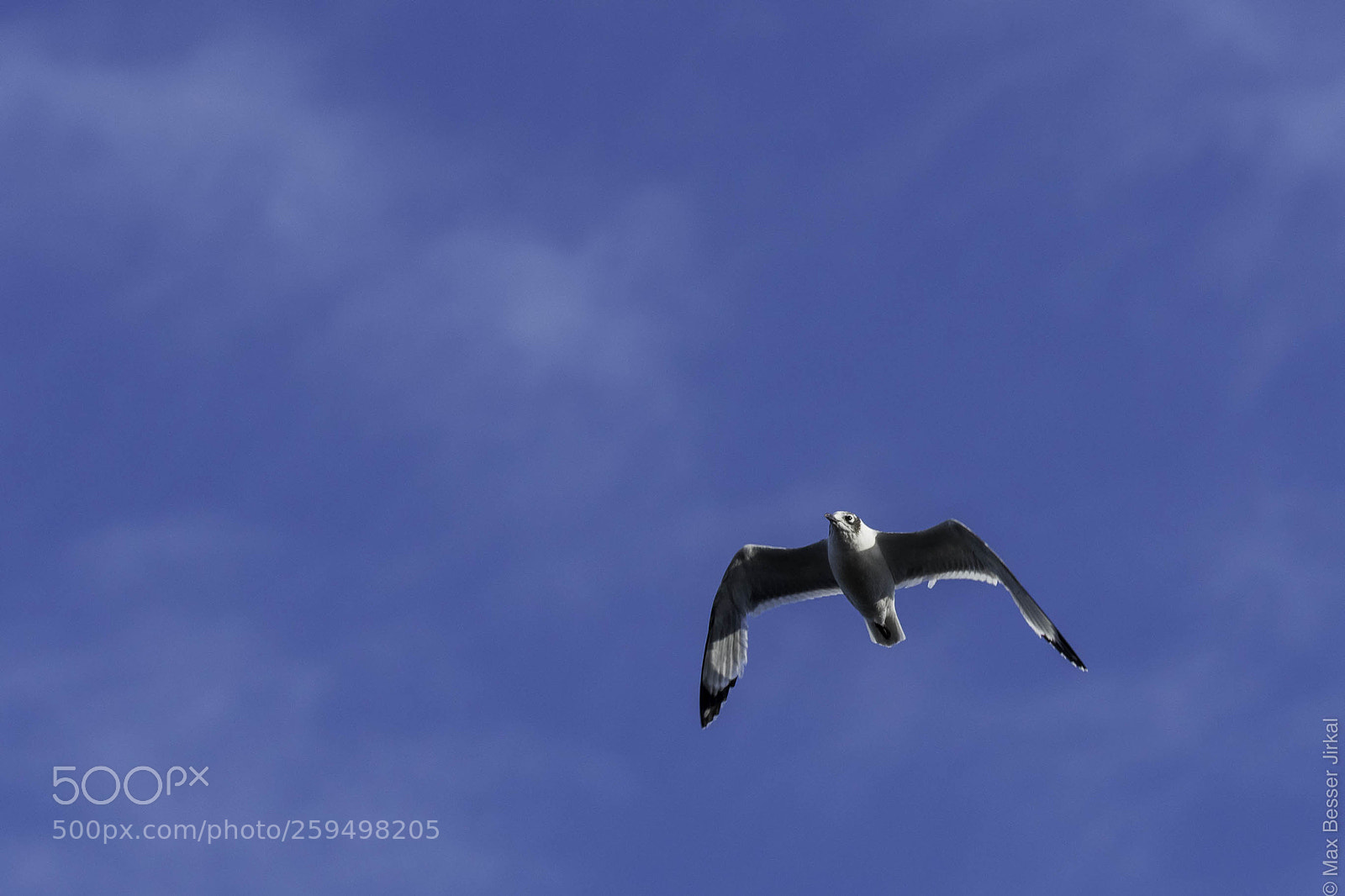 Nikon D500 sample photo. _a179779.jpg photography