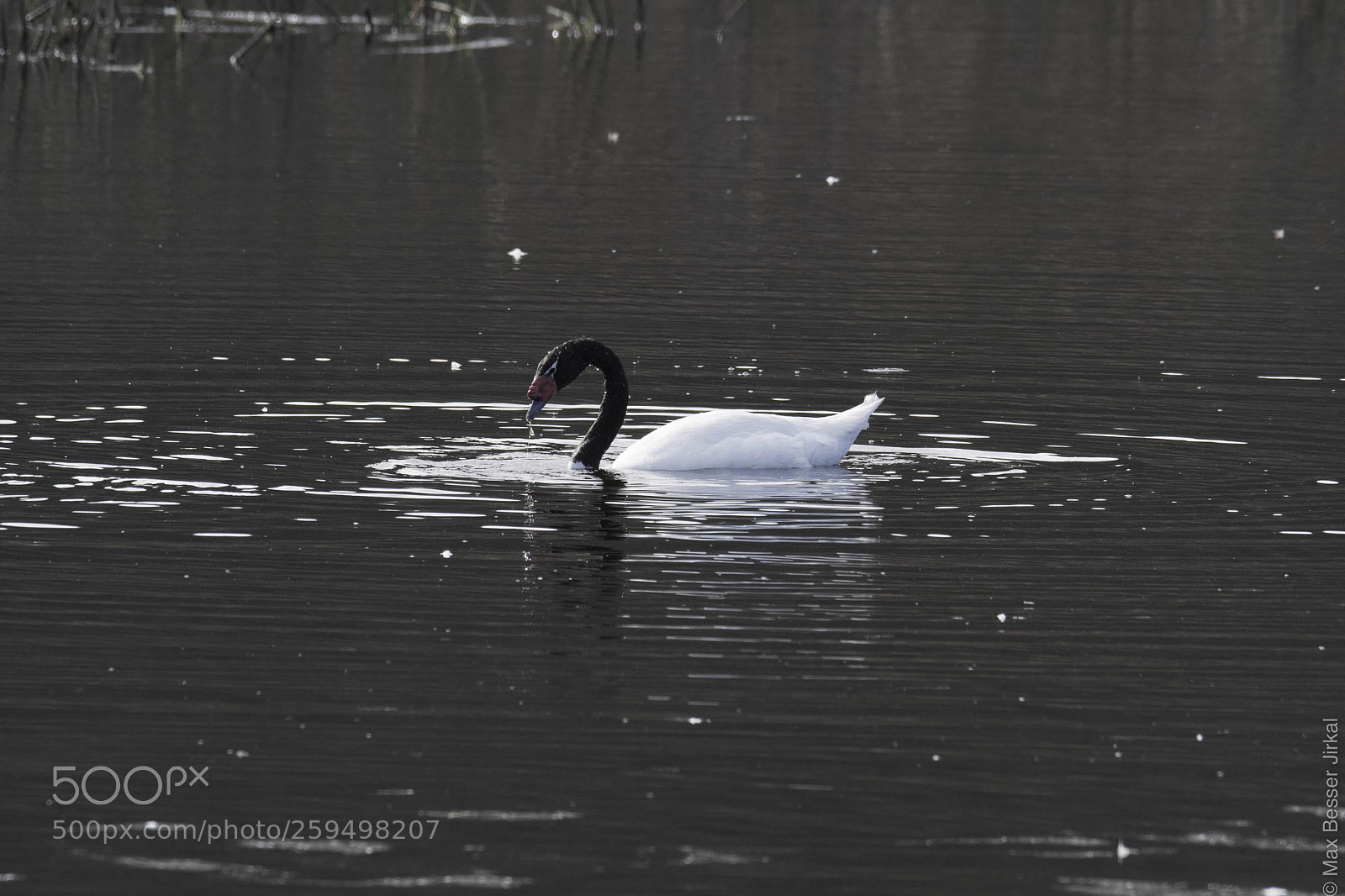 Nikon D500 sample photo. _a179841.jpg photography