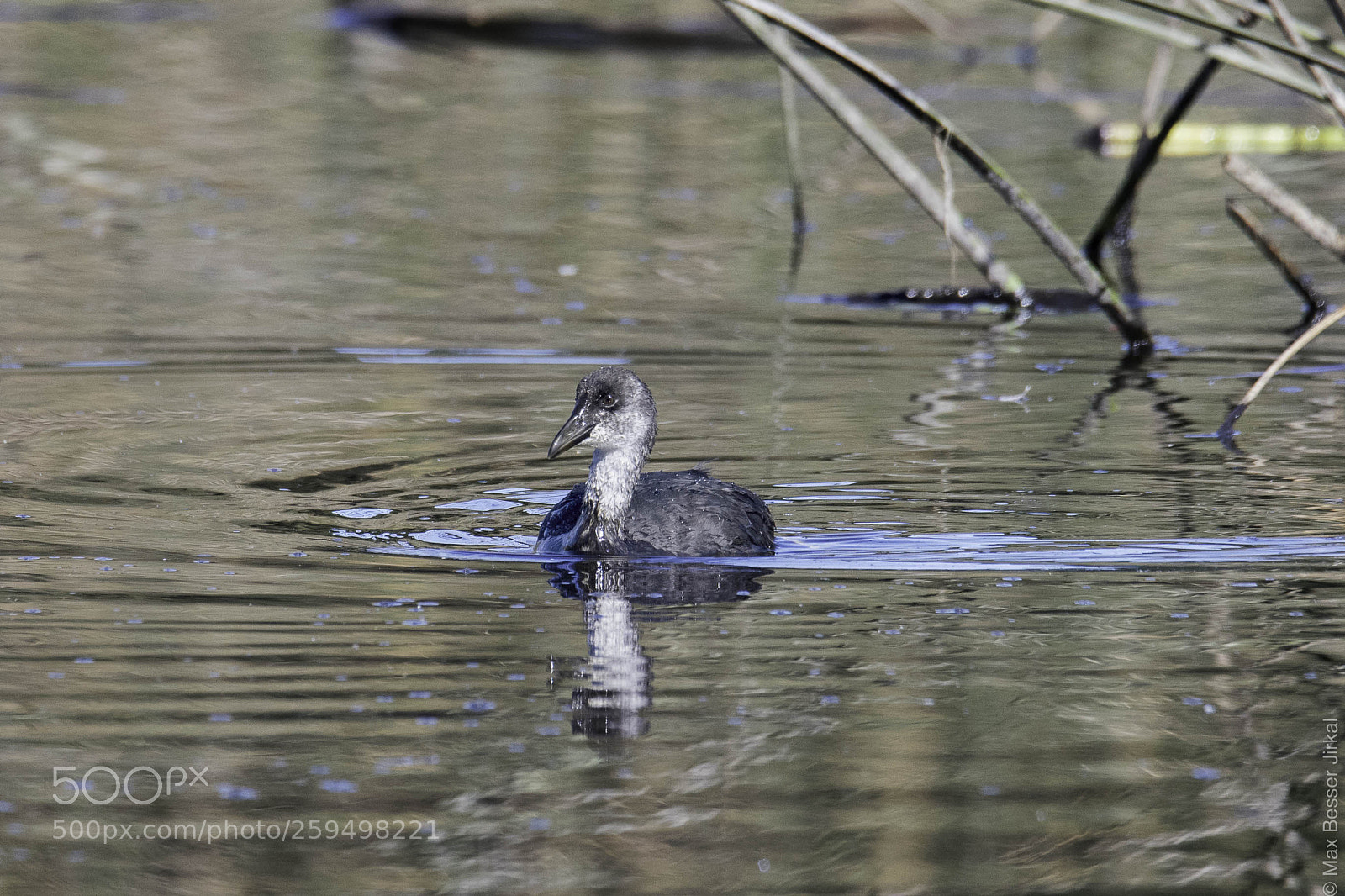 Nikon D500 sample photo. _a170200.jpg photography