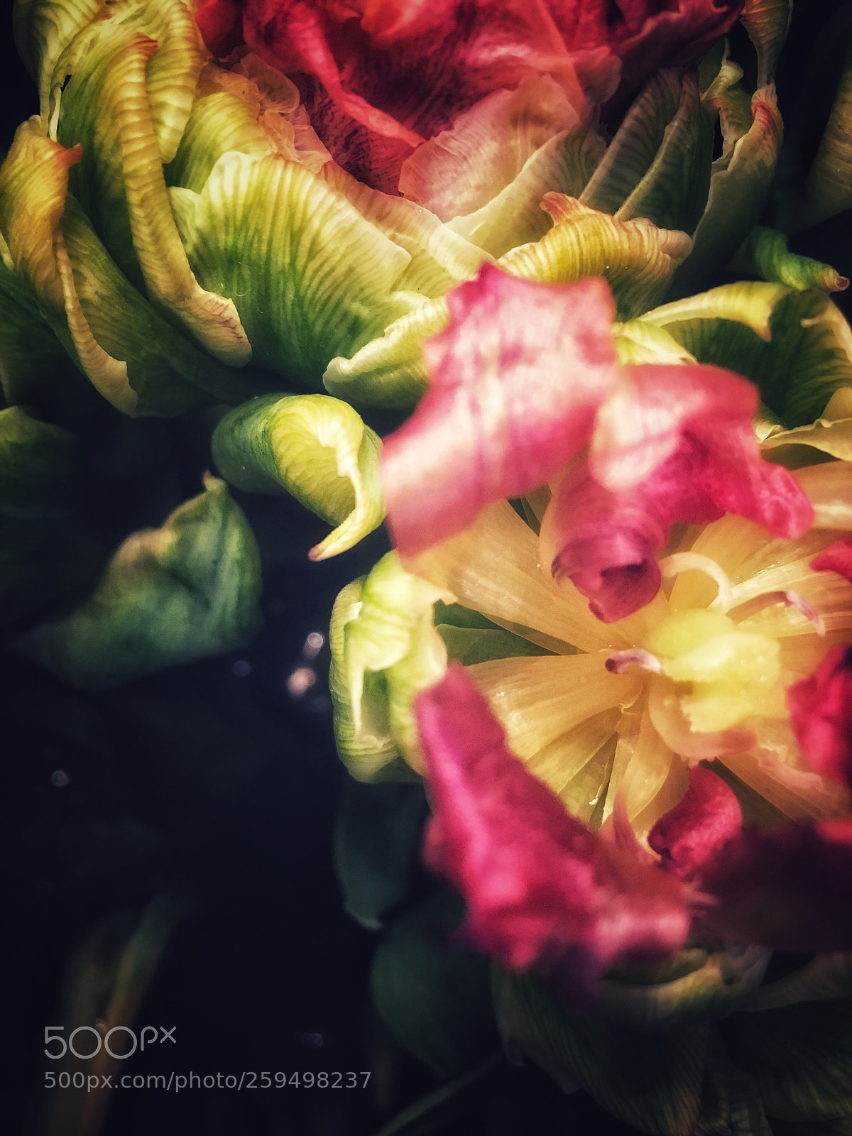 Apple iPhone 6s sample photo. Untitled photography