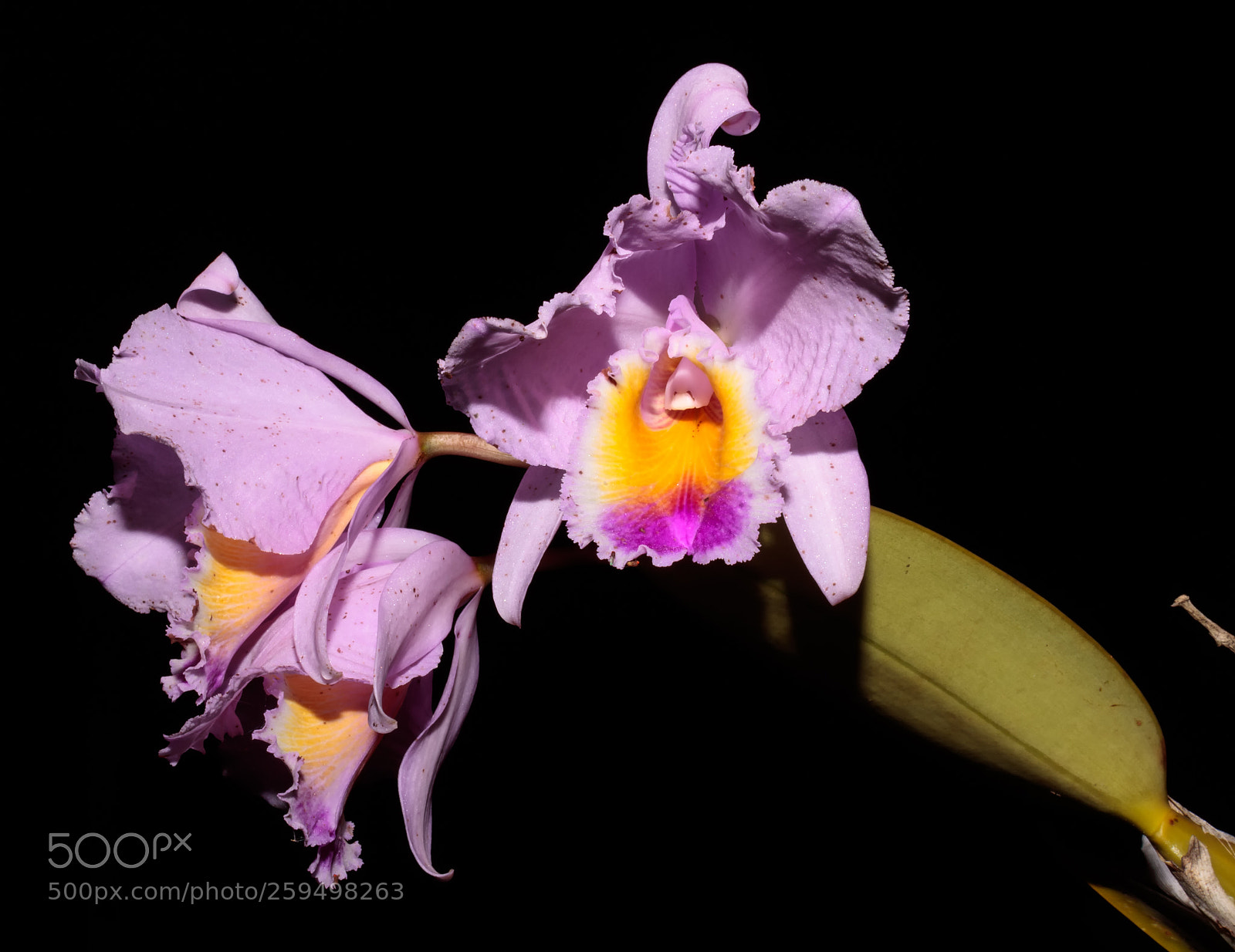 Canon EOS 750D (EOS Rebel T6i / EOS Kiss X8i) sample photo. Orchids photography