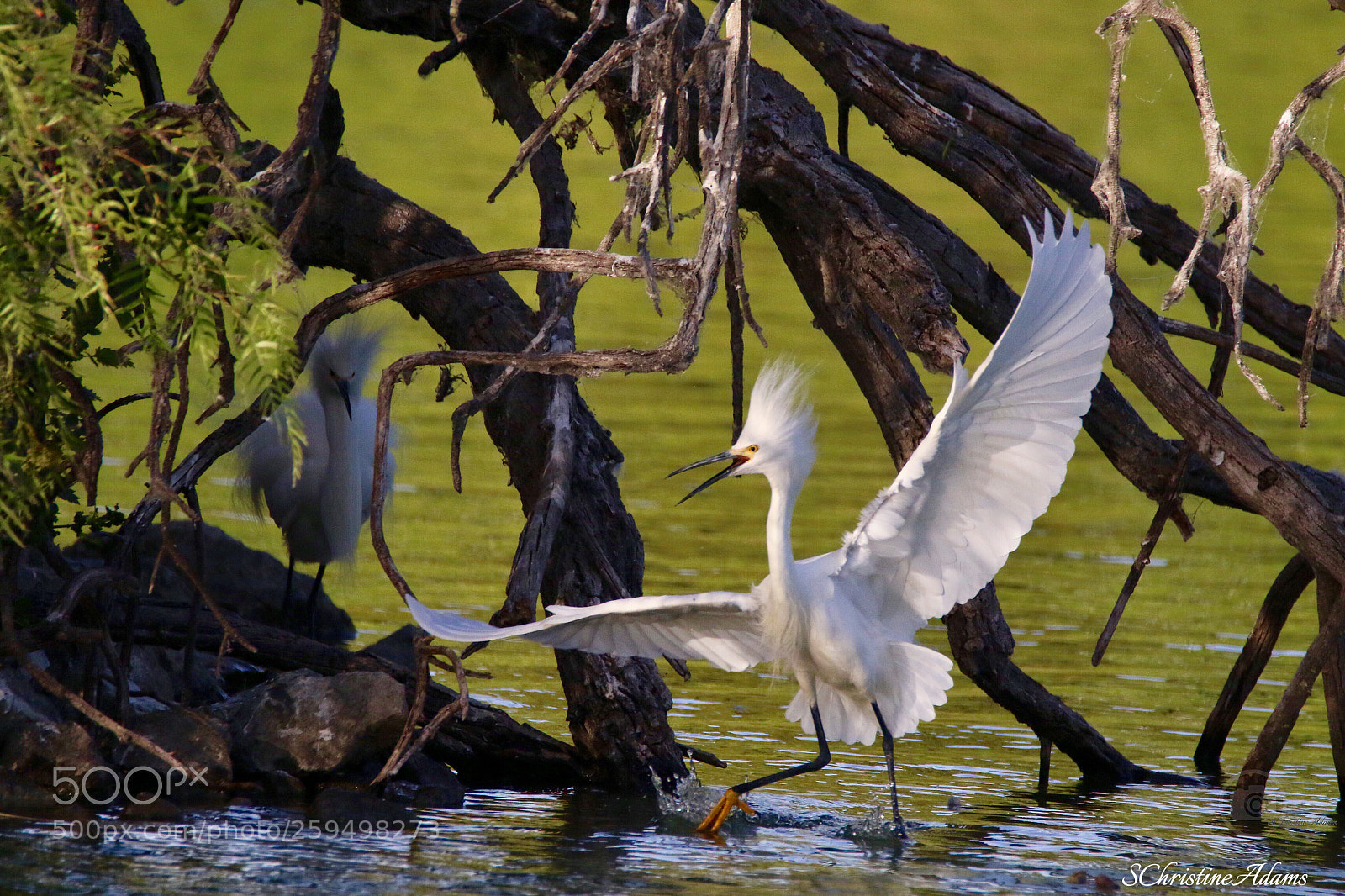Canon EOS 7D Mark II sample photo. Whoohoo! 
snowy egret photography