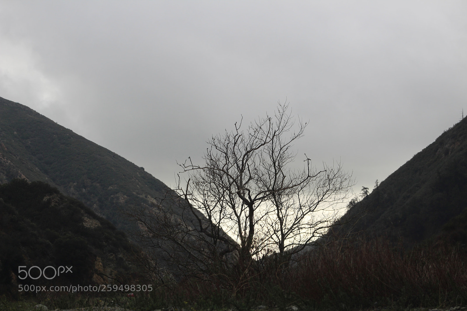 Canon EF 75-300mm f/4-5.6 sample photo. A tree years after photography