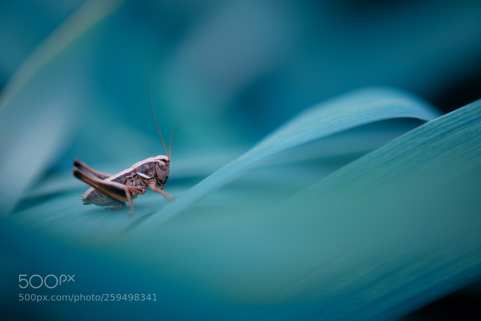 Nikon D800 sample photo. Grasshopper photography