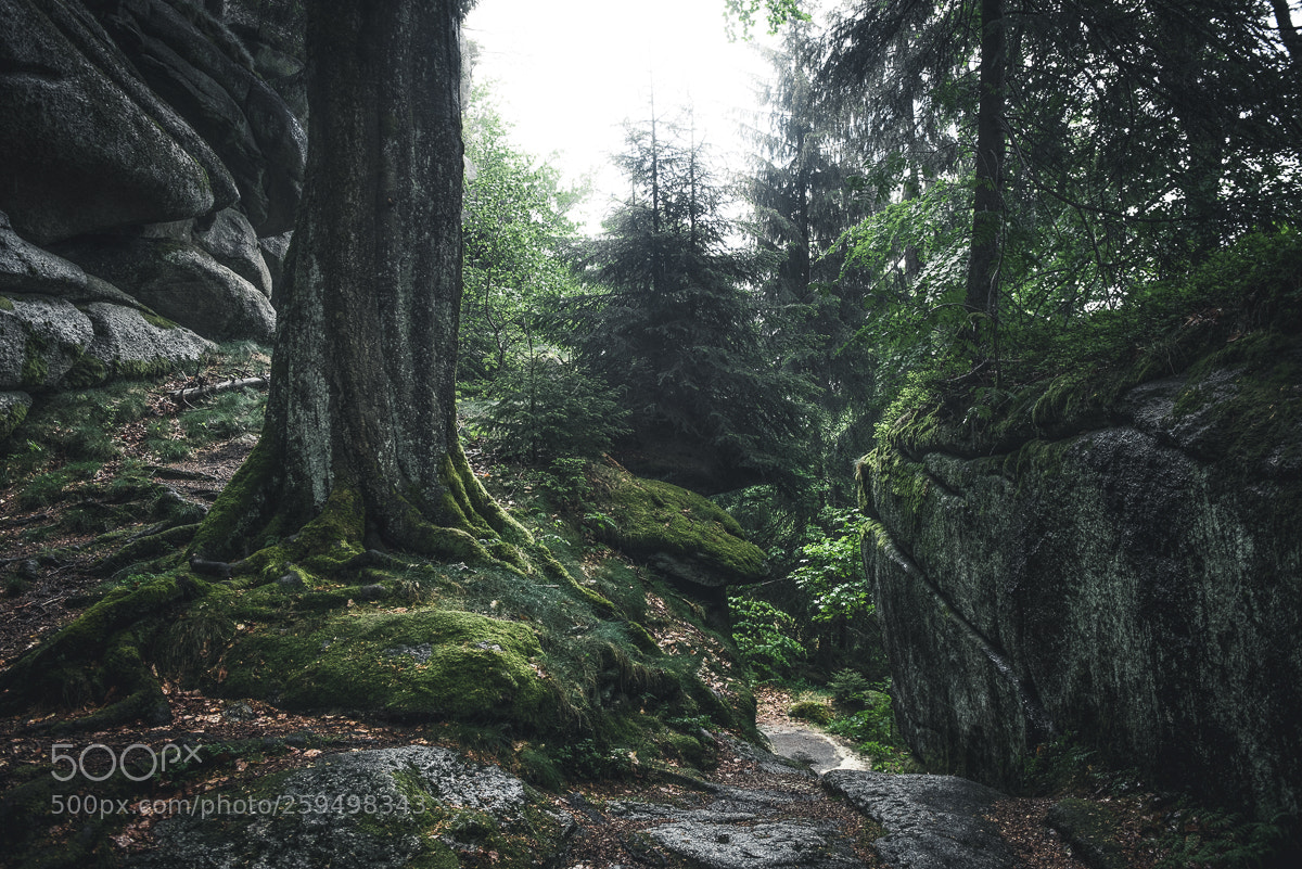 Nikon D750 sample photo. Those moody spring woods... photography