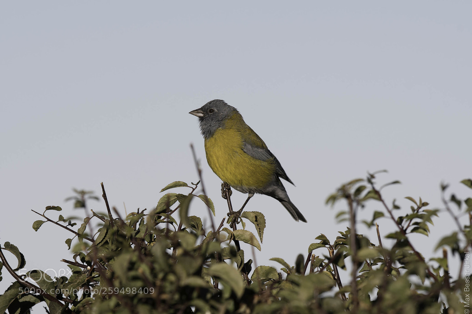 Nikon D500 sample photo. _a172807.jpg photography