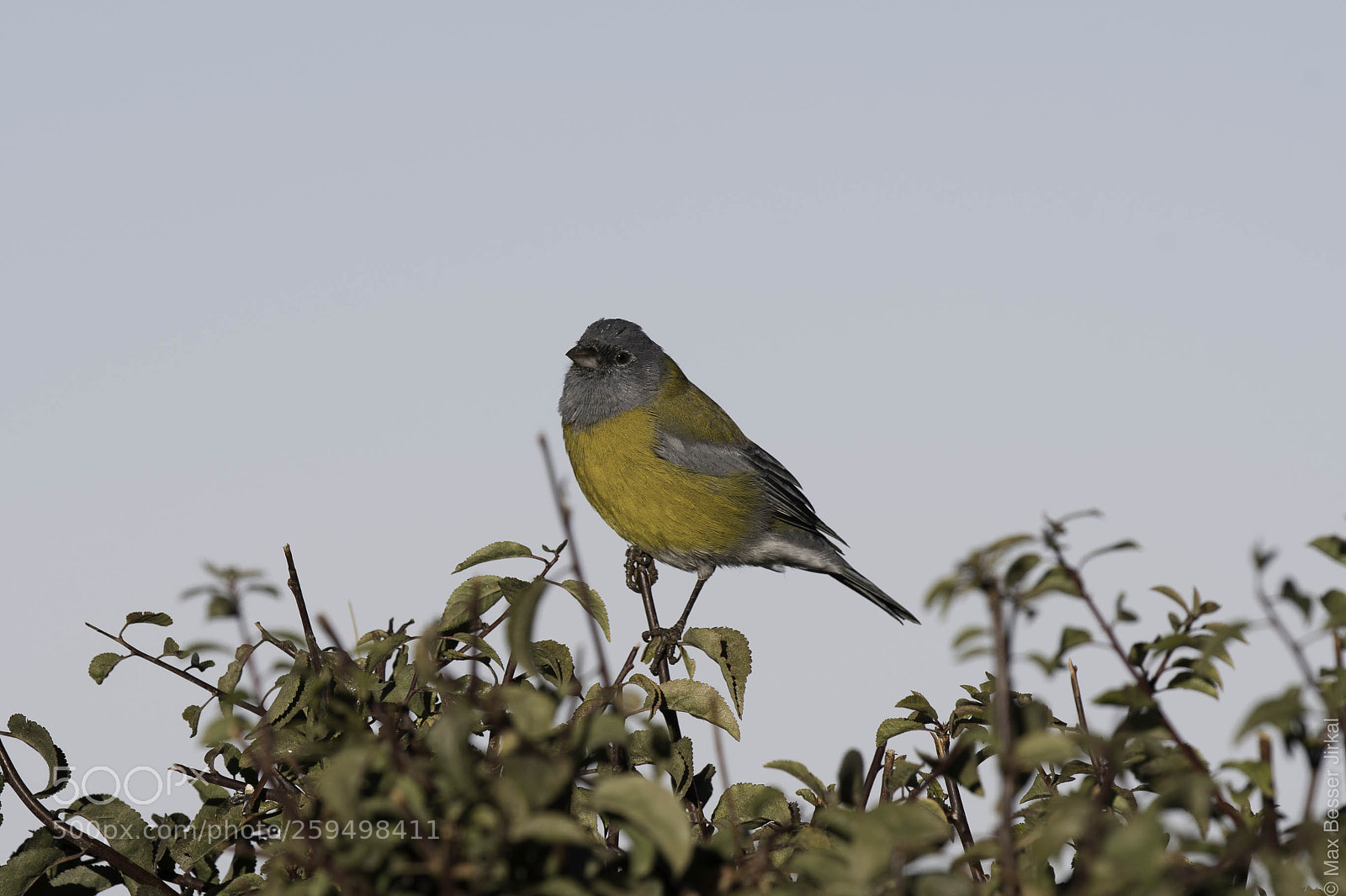 Nikon D500 sample photo. _a172809.jpg photography