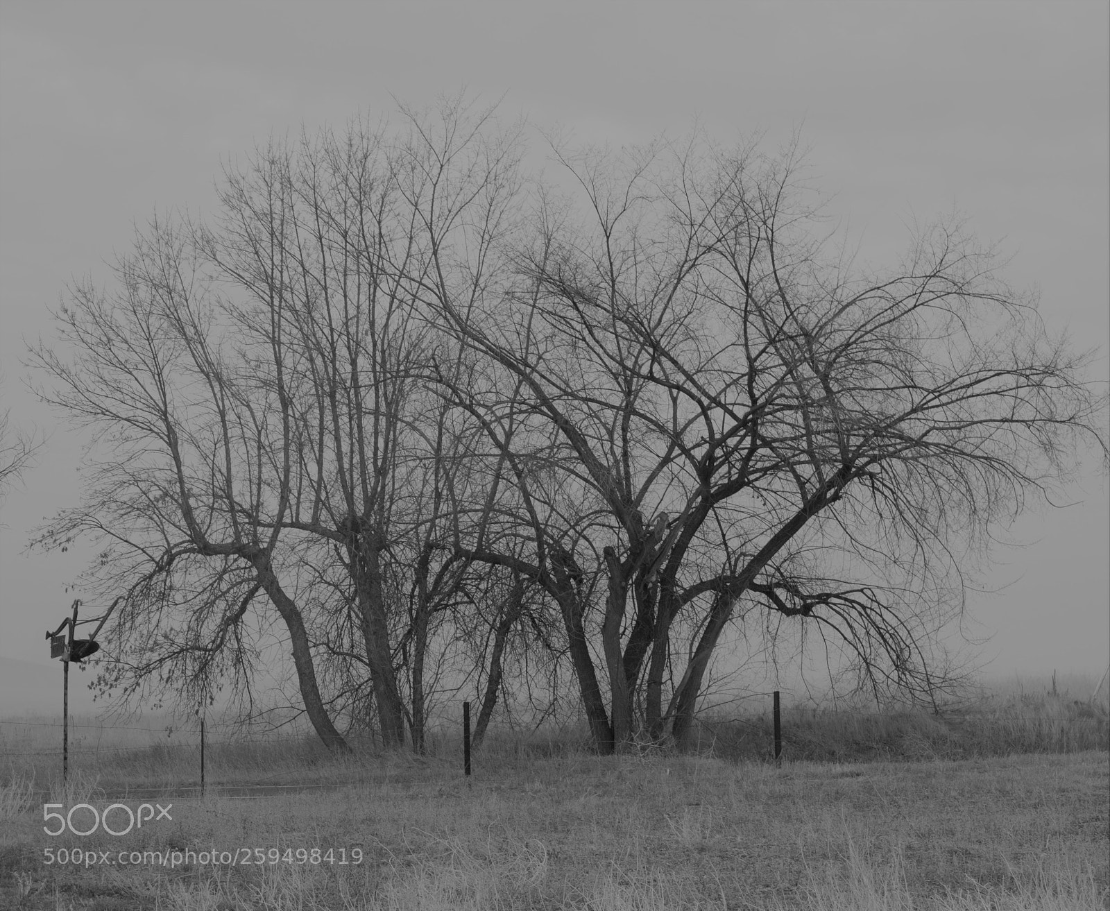 Nikon D3200 sample photo. Old friends photography