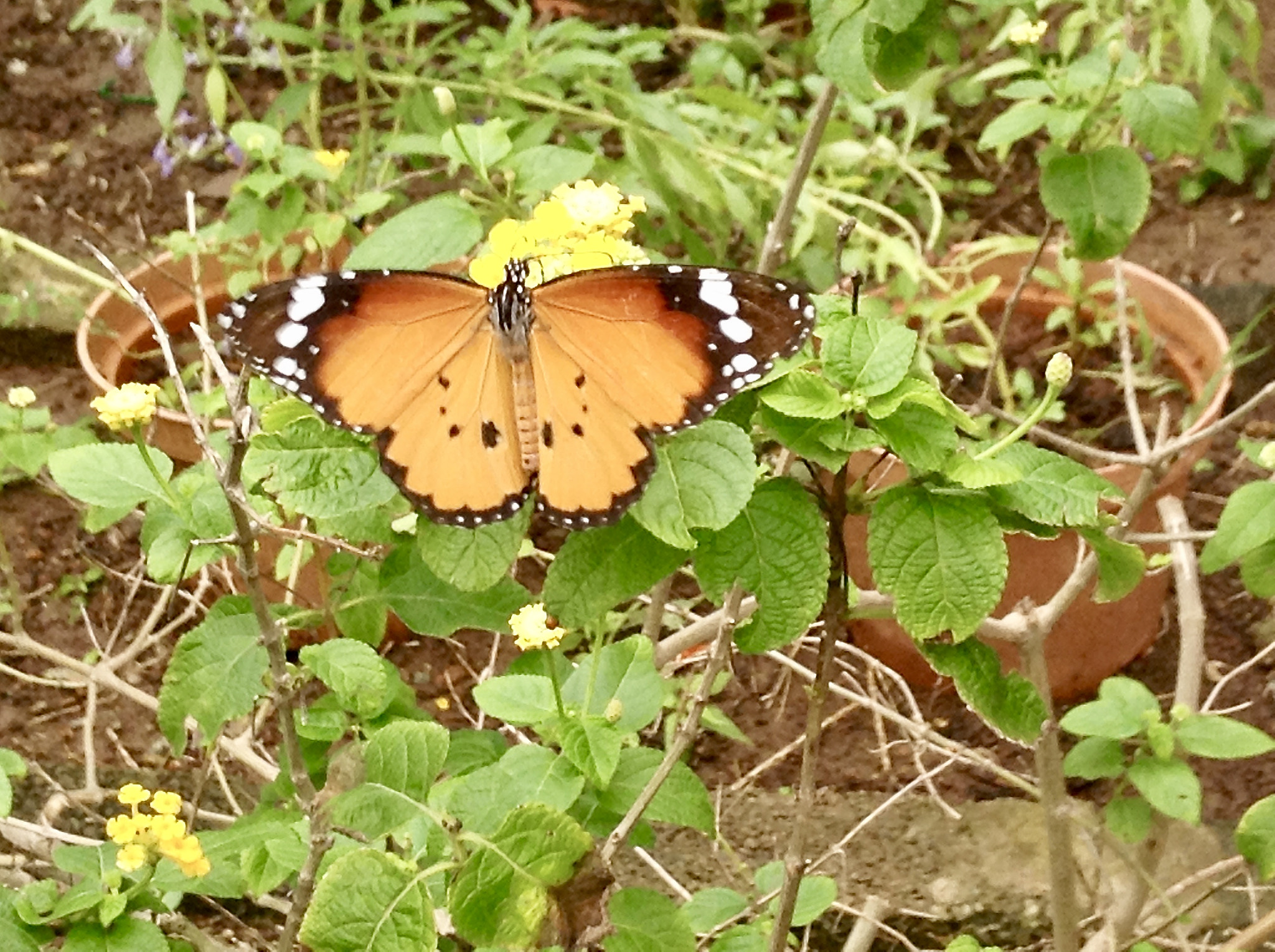Apple iPad mini sample photo. A butterfly makes me always happy..... photography