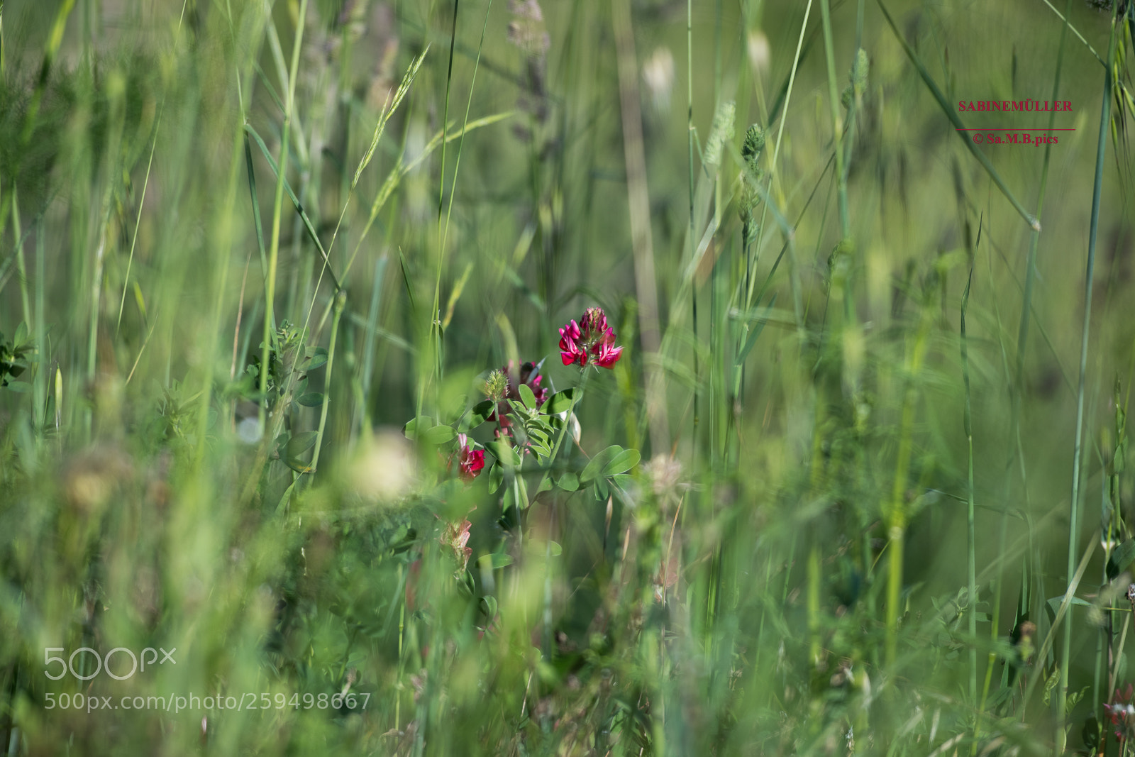 Nikon D850 sample photo. The small one, tuscany 2018 photography