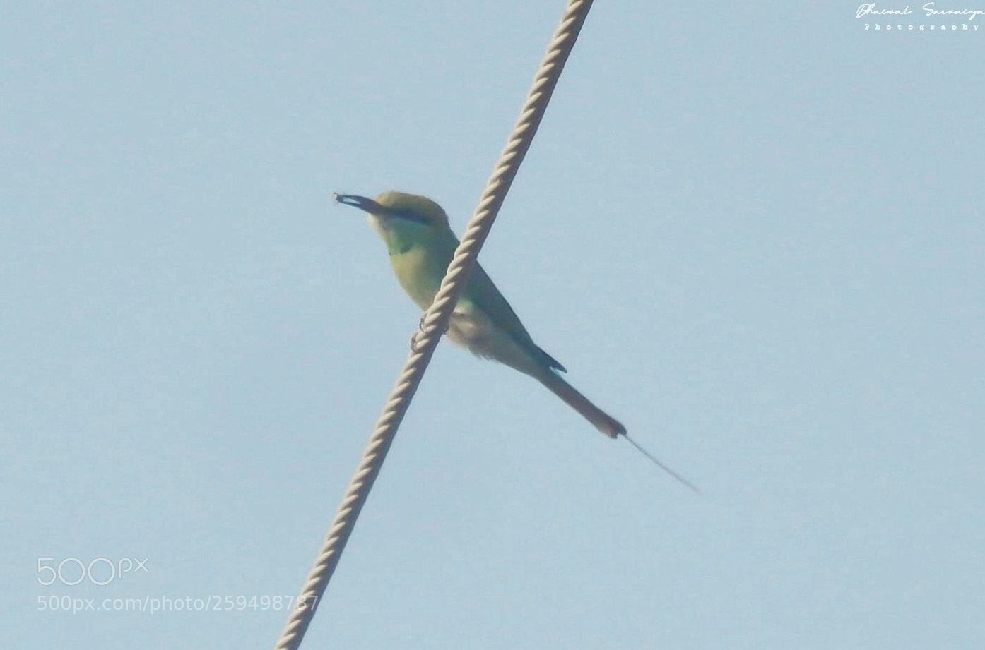 Nikon Coolpix L820 sample photo. Green bee eater with photography