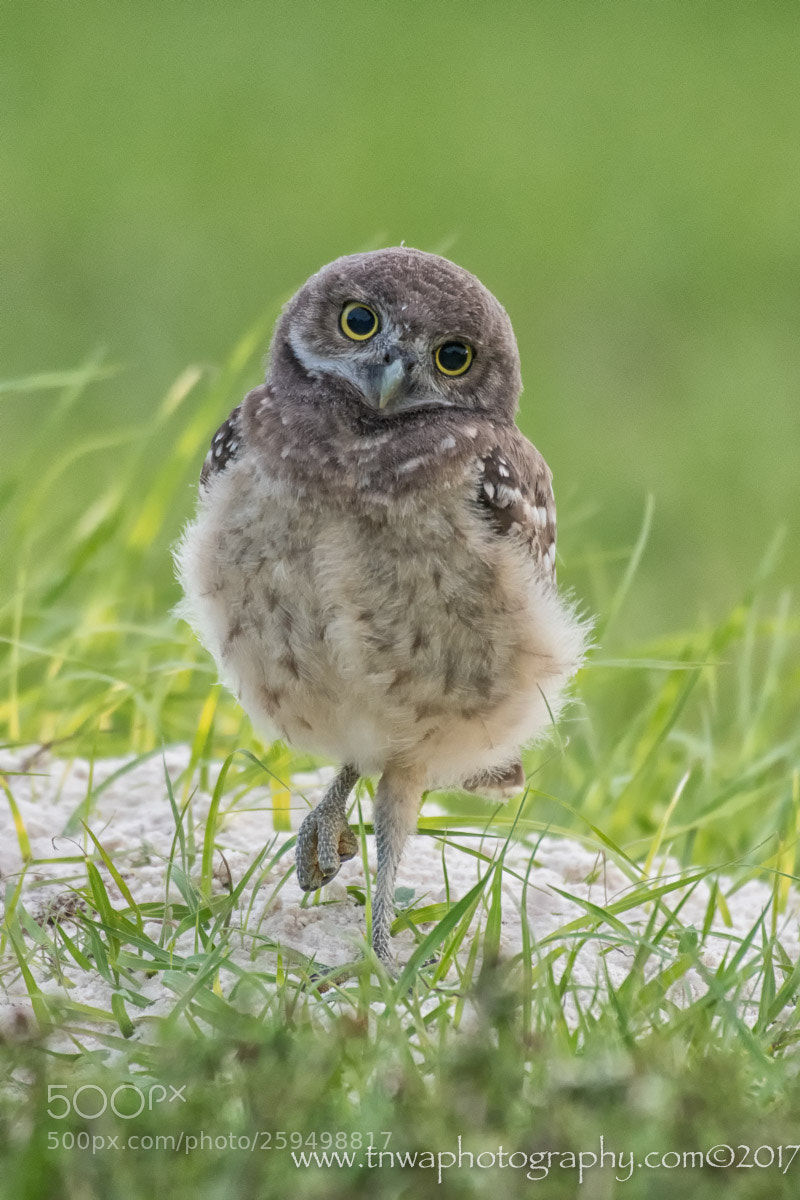 Nikon D500 sample photo. Cute as a button photography