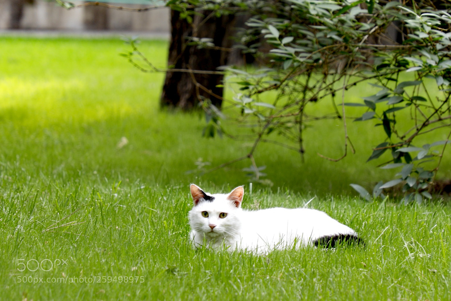 Canon EOS 5D Mark IV sample photo. Untitled photography