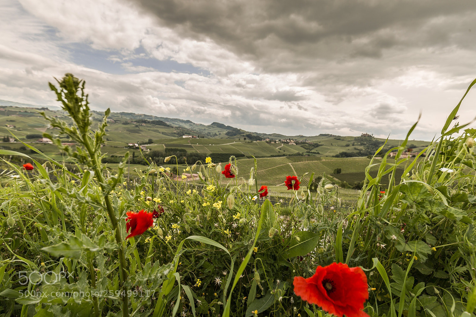 Canon EOS 6D sample photo. Spring in langhe  photography