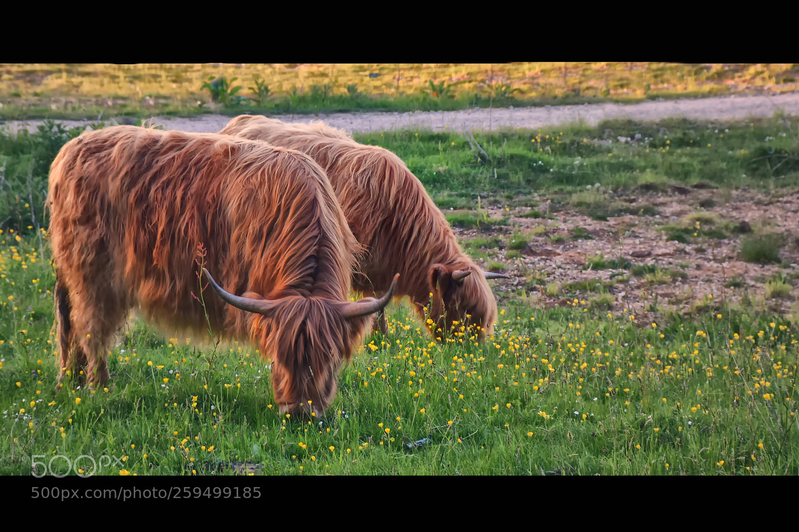 Nikon D7200 sample photo. Oeffeltse meent schotse hooglander photography