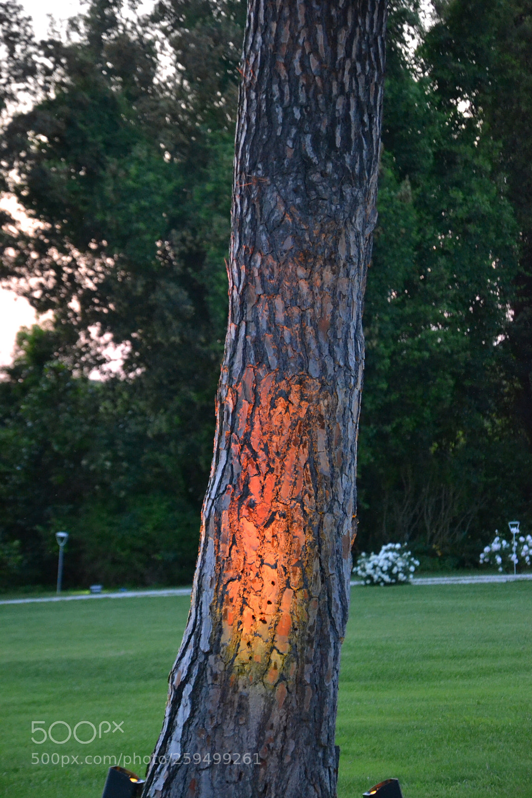 Nikon D3100 sample photo. Untitled photography