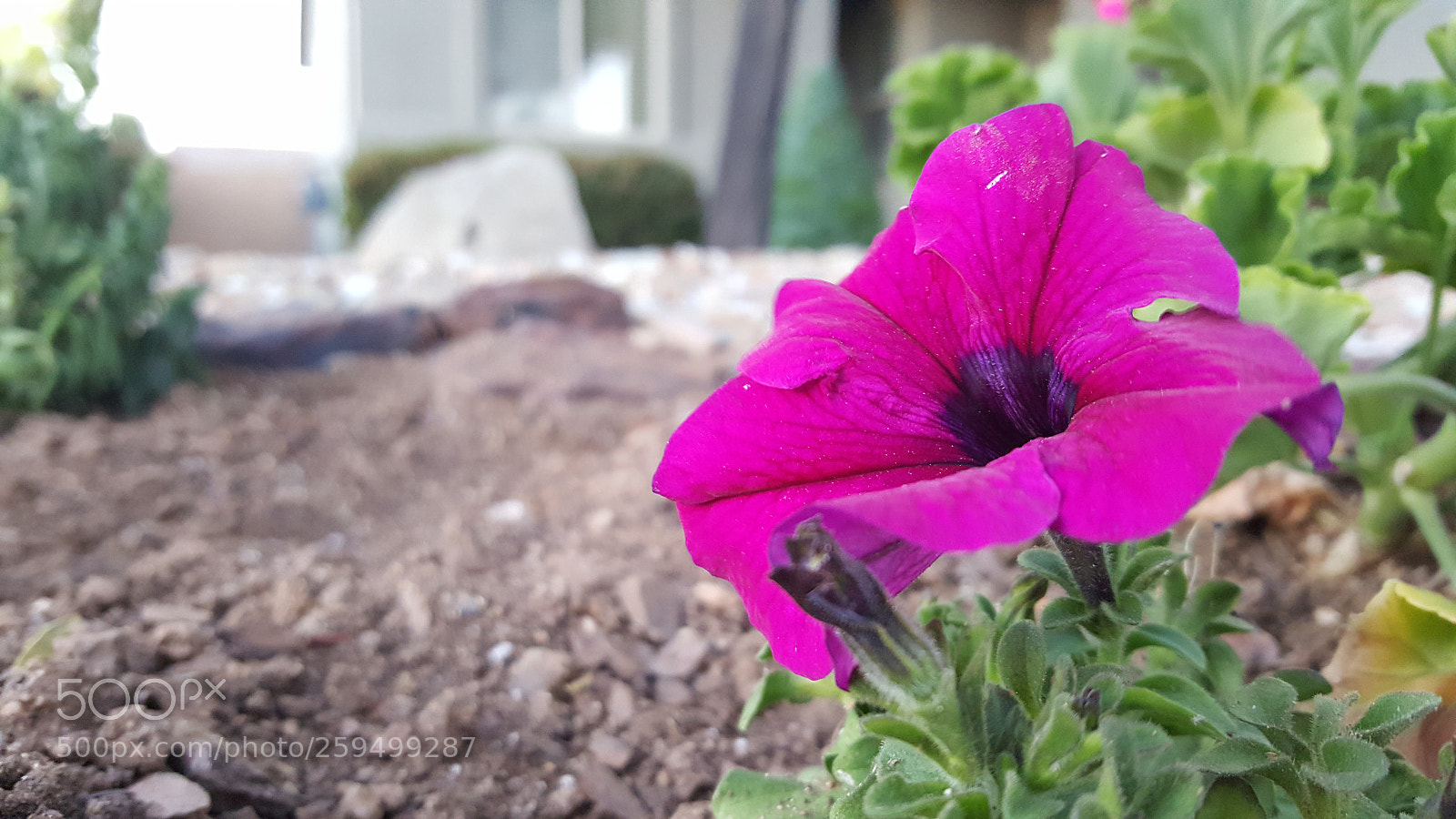 Samsung GALAXY S6 edge sample photo. Heated violet photography