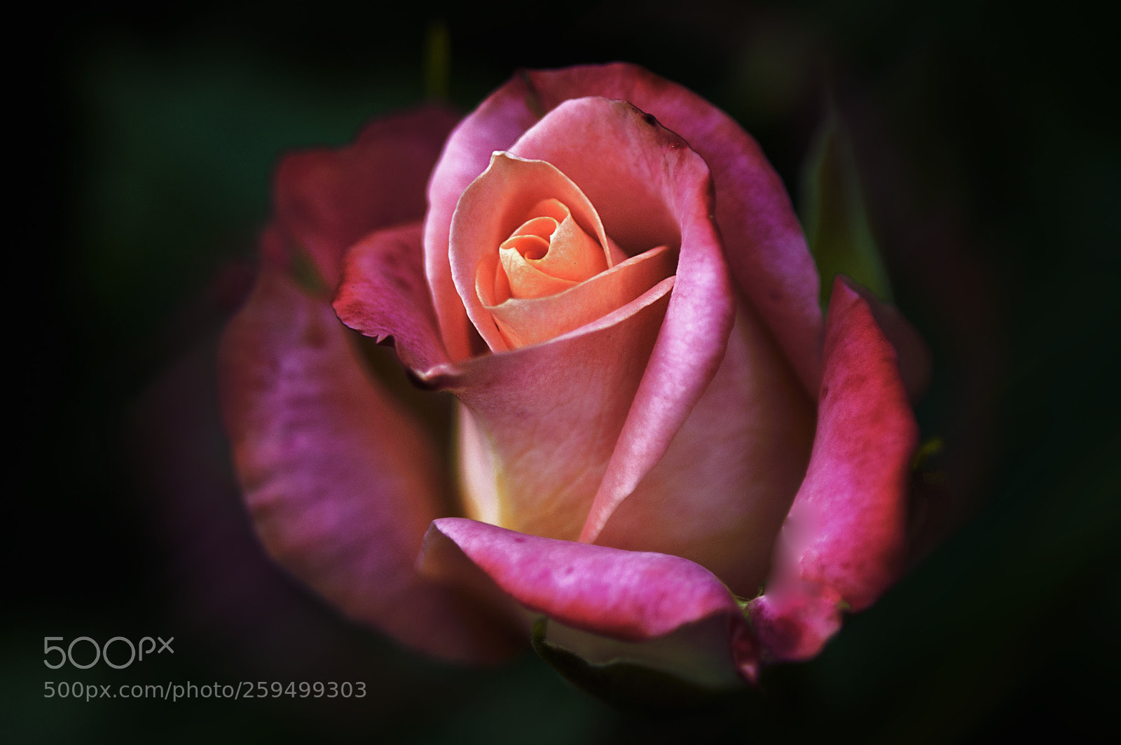 Nikon D300 sample photo. Первые розы photography