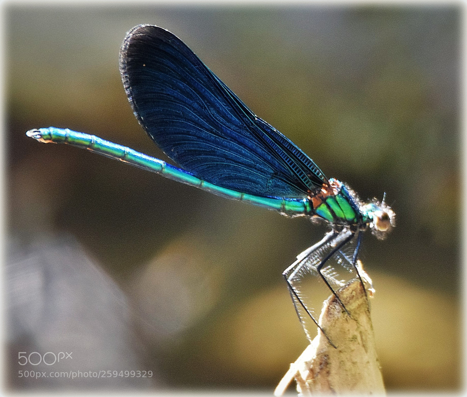 Nikon D7200 sample photo. "magnificent dragonfly" photography
