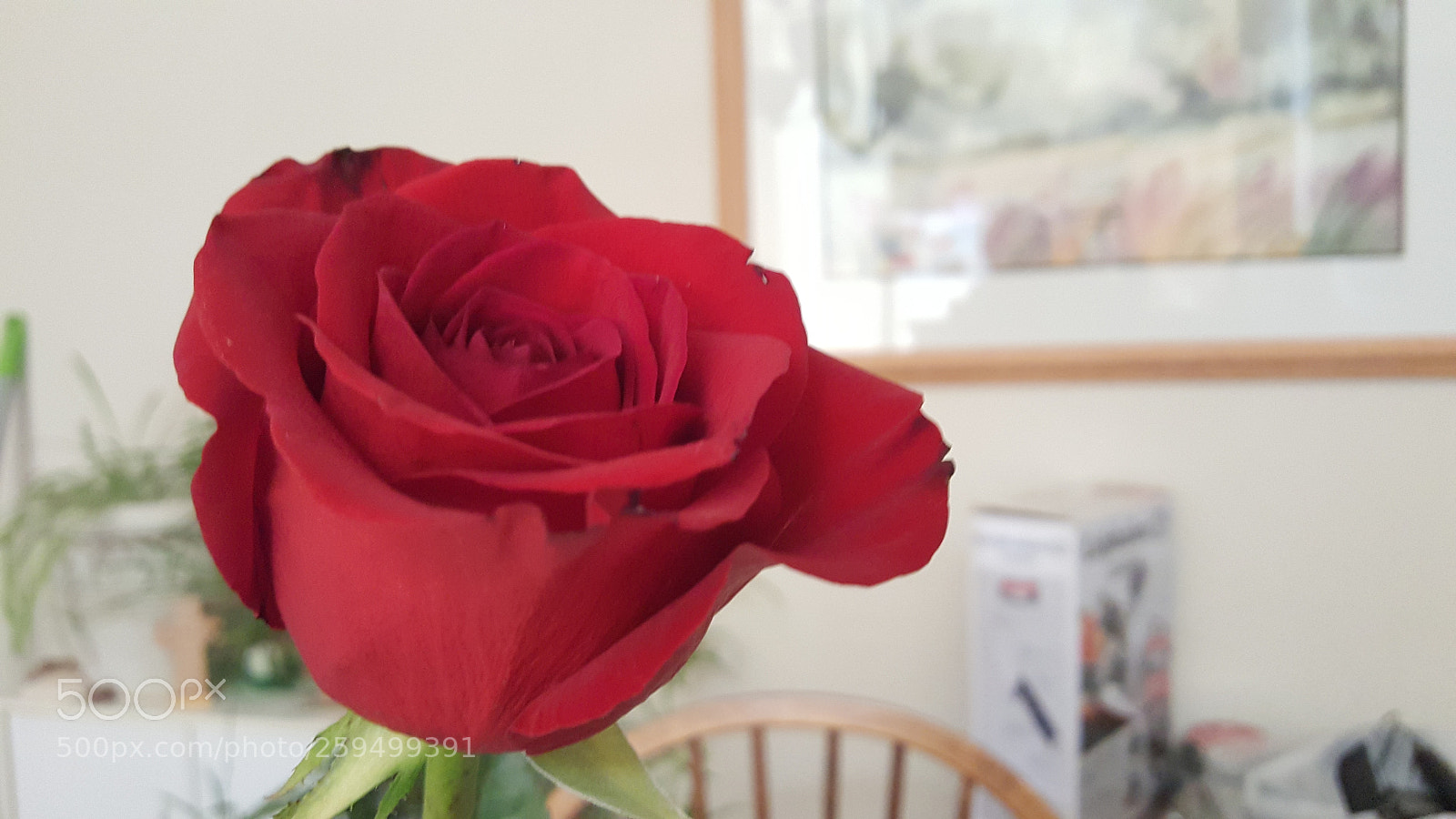 Samsung GALAXY S6 edge sample photo. Dark rose photography