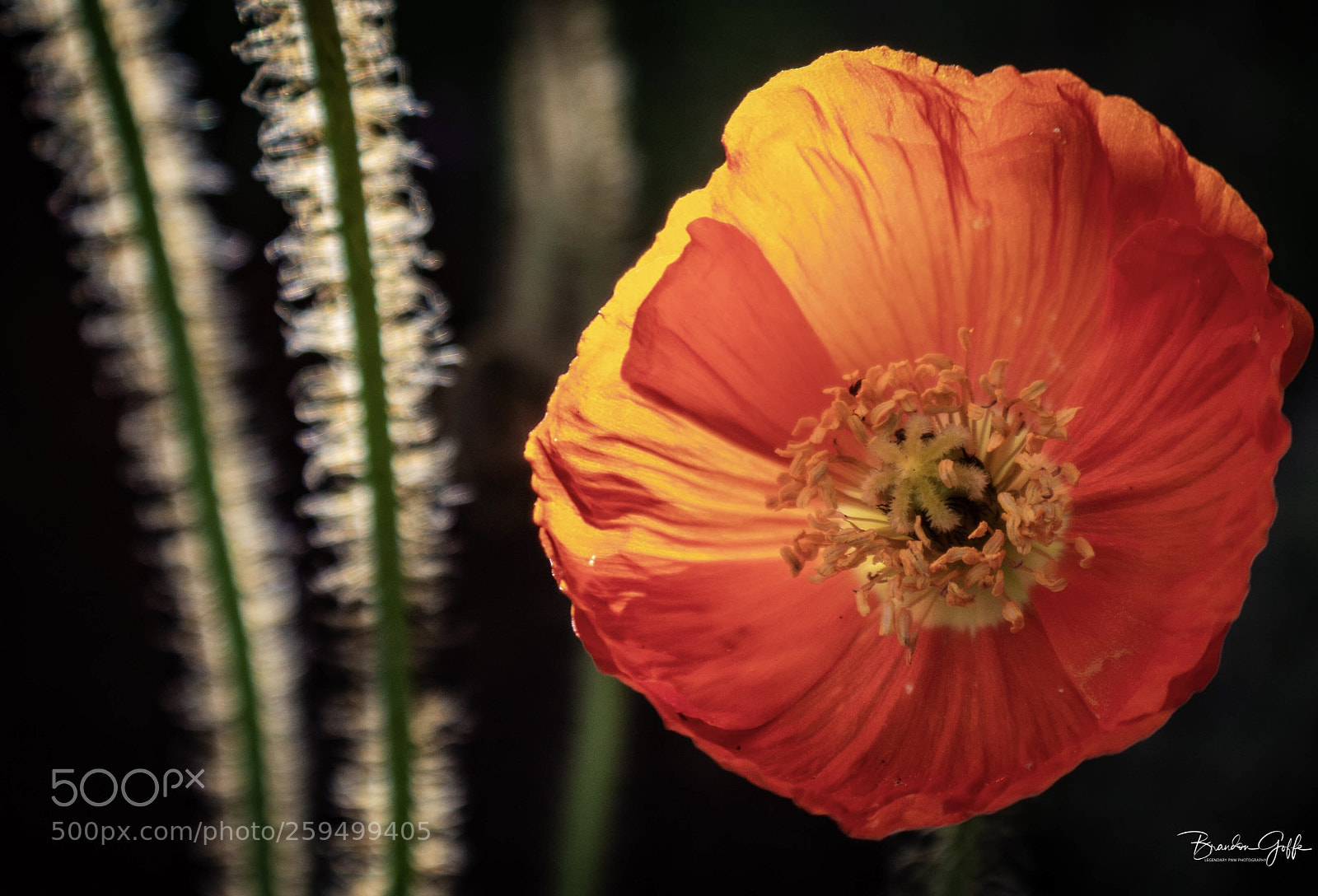 Canon EOS 1200D (EOS Rebel T5 / EOS Kiss X70 / EOS Hi) sample photo. Orange poppy photography