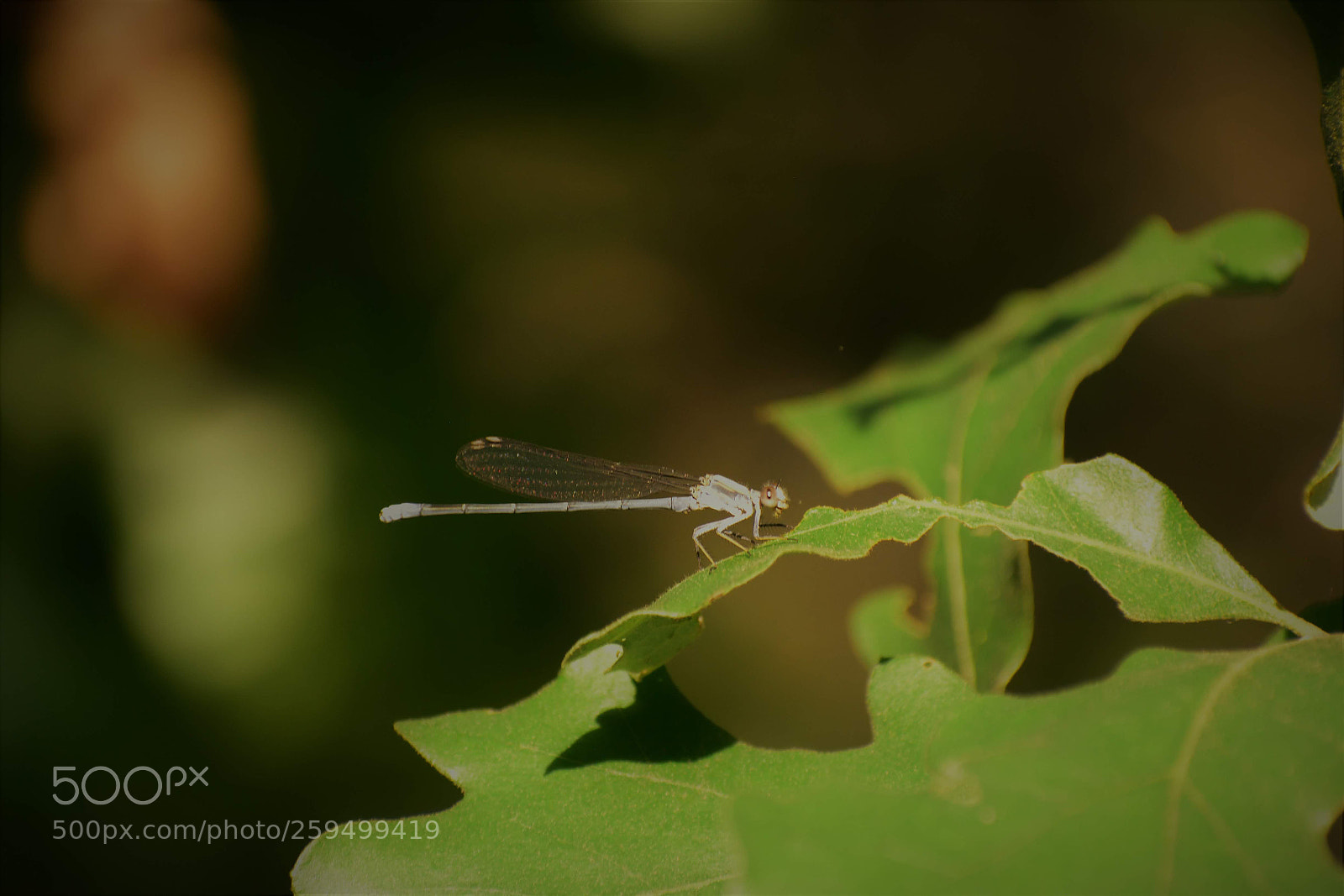 Nikon D5500 sample photo. Untitled photography