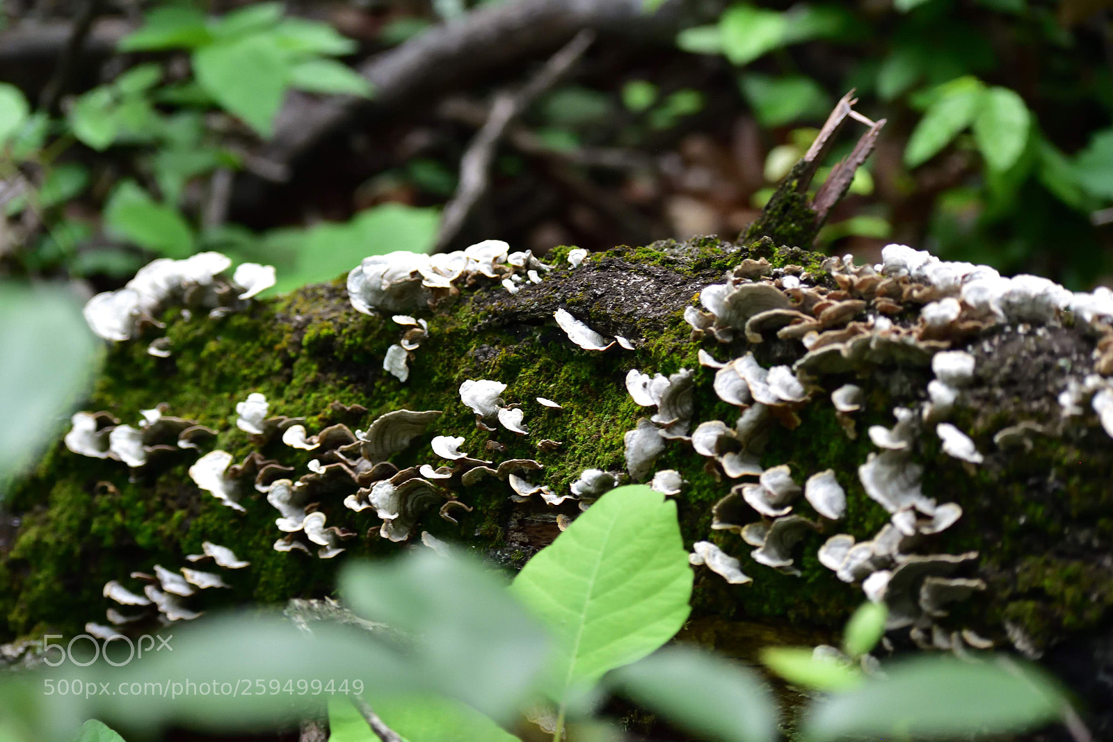 Nikon D5500 sample photo. Untitled photography