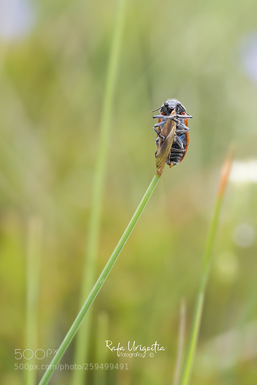 Nikon D610 sample photo. Bug photography